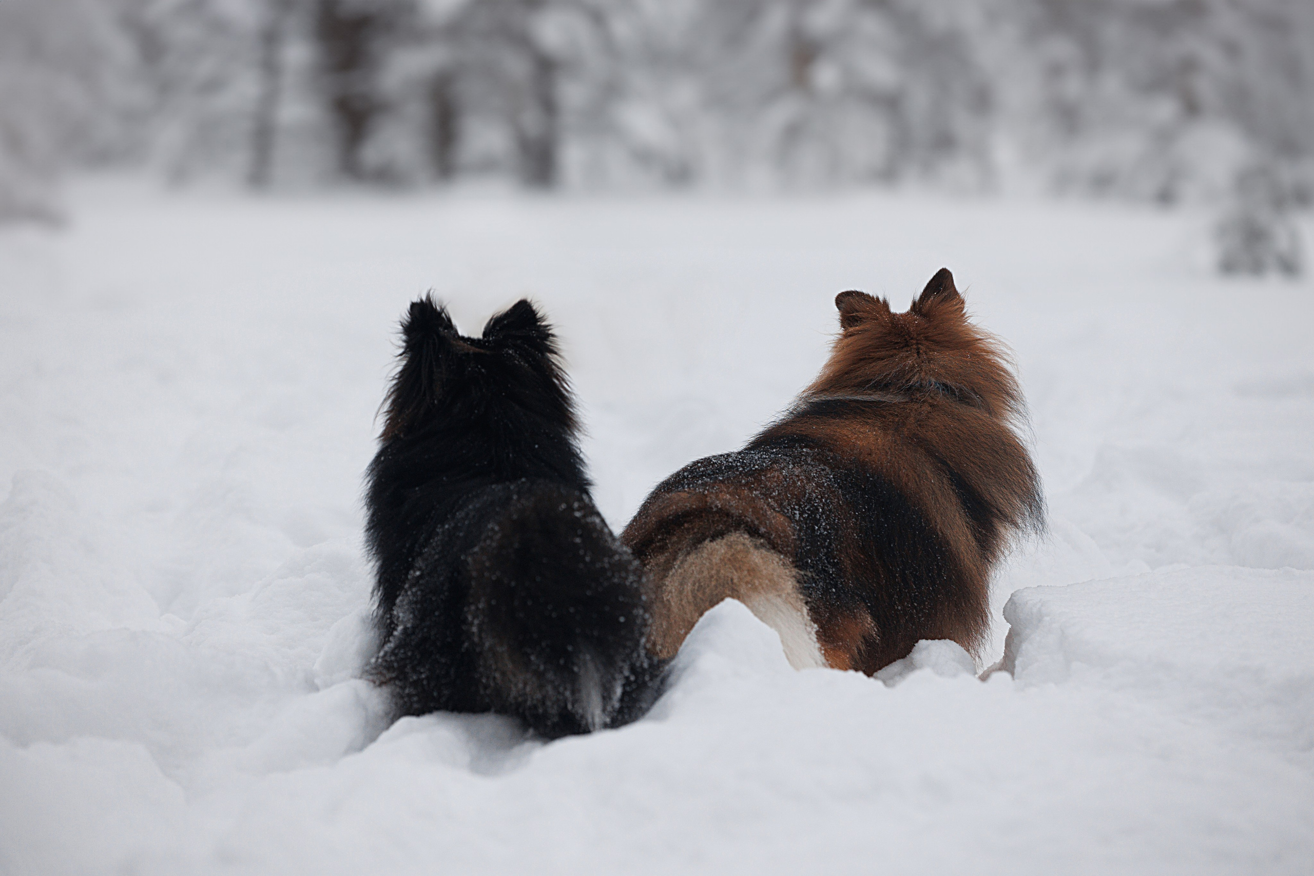 Даша и компания. Фотограф анималист Кристина Карпова, Москва