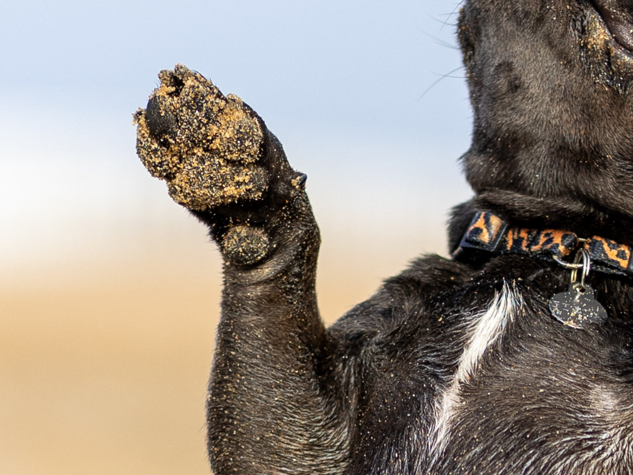 Морская прогулка. Фотограф-анималист в Москве Кириллова Татьяна