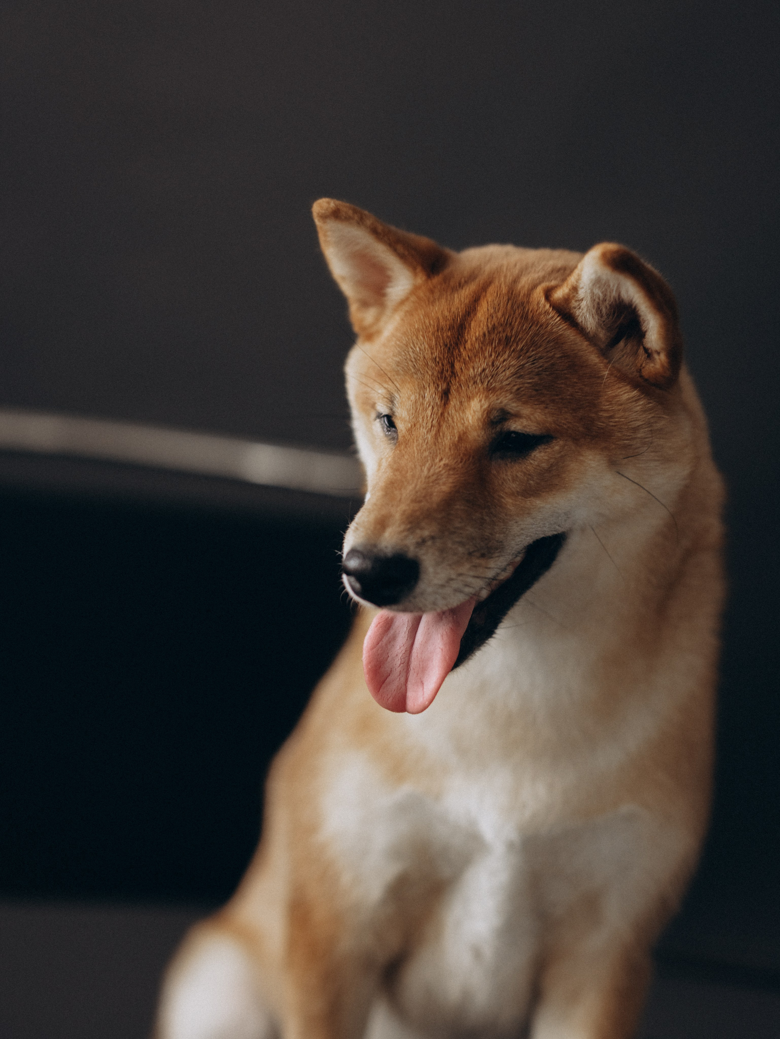 Мика и Настя. Фотограф-анималист в Москве Кириллова Татьяна