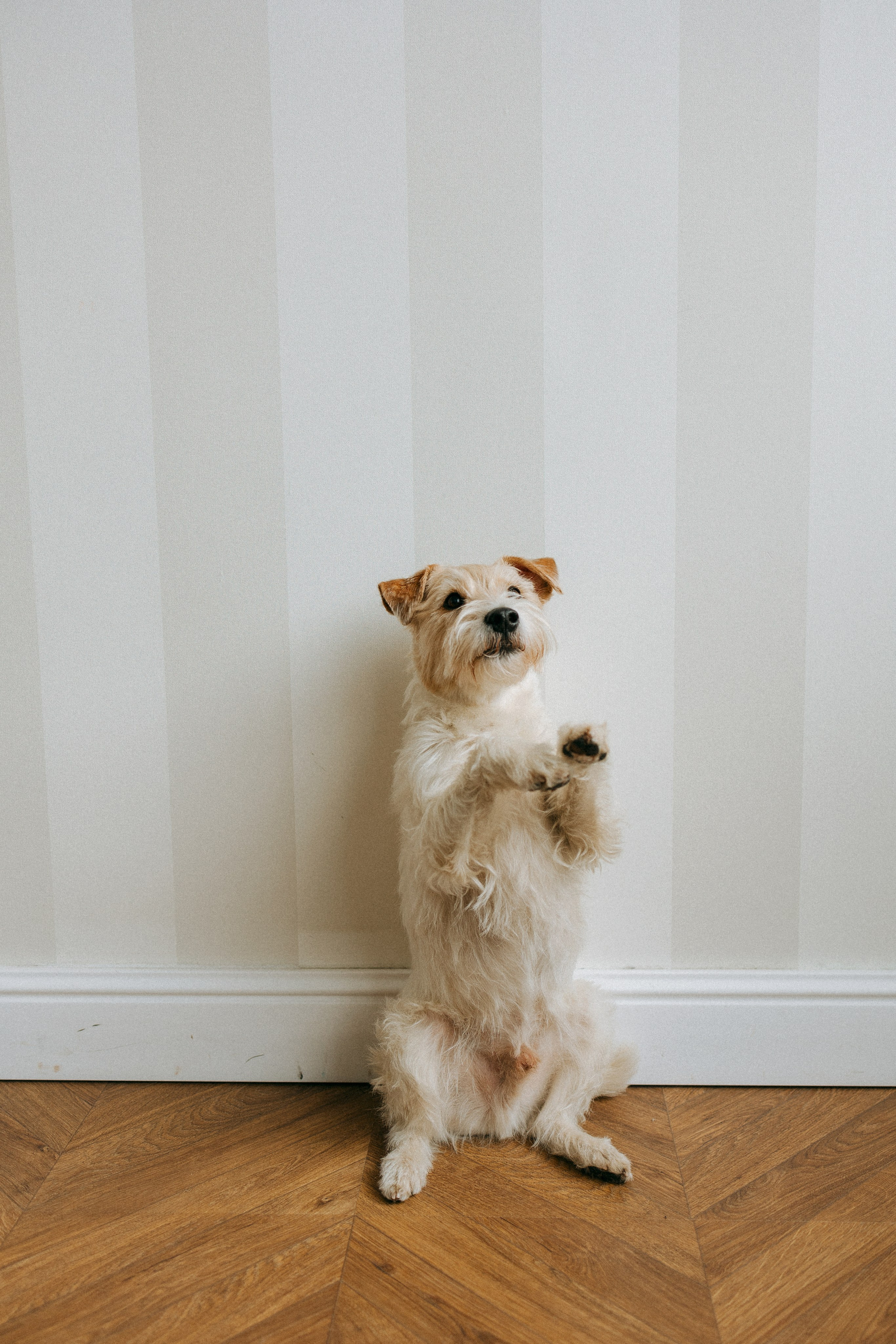Цунами, Теон и Женя. Фотограф анималист Анастасия Пикей