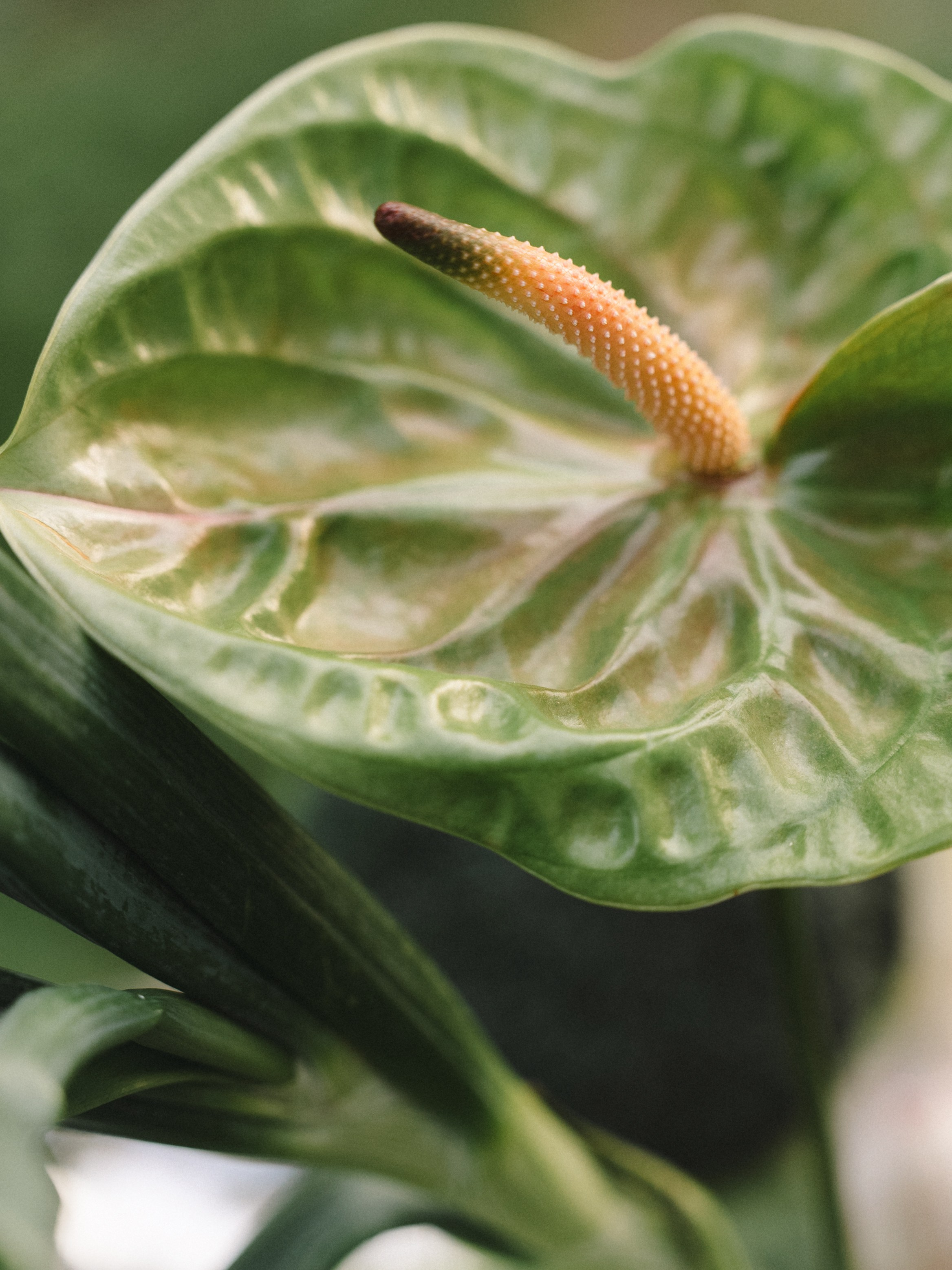 T | D. Свадебный фотограф в Москве Лиза Зиньковская