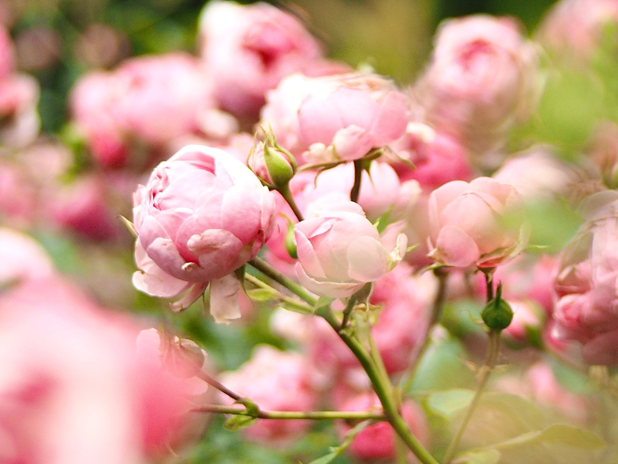 Флора и фауна. Смотри, красота!