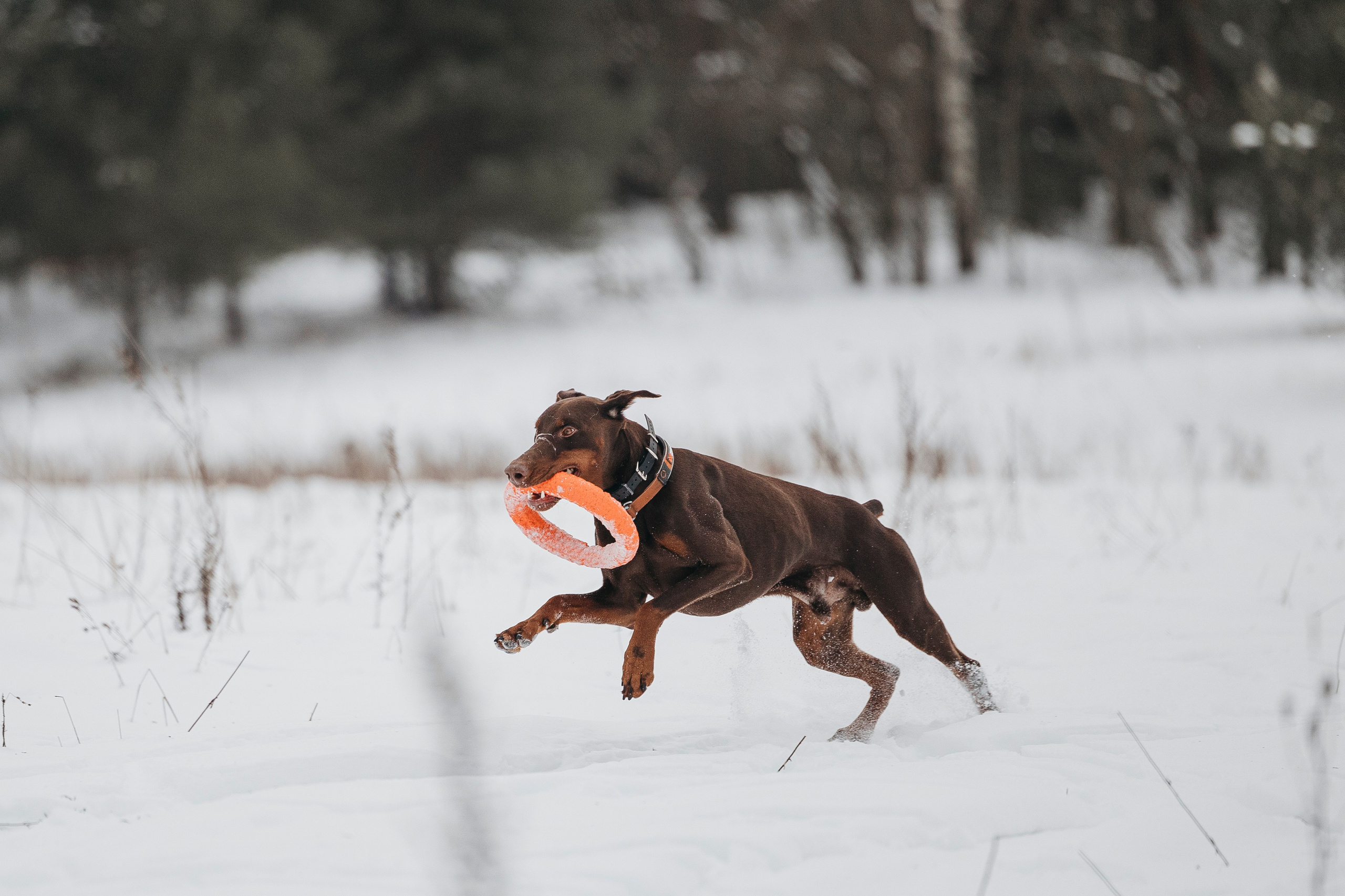 Даша, Омен, Айс и Рицу. Фотограф-анималист Анна Маринич