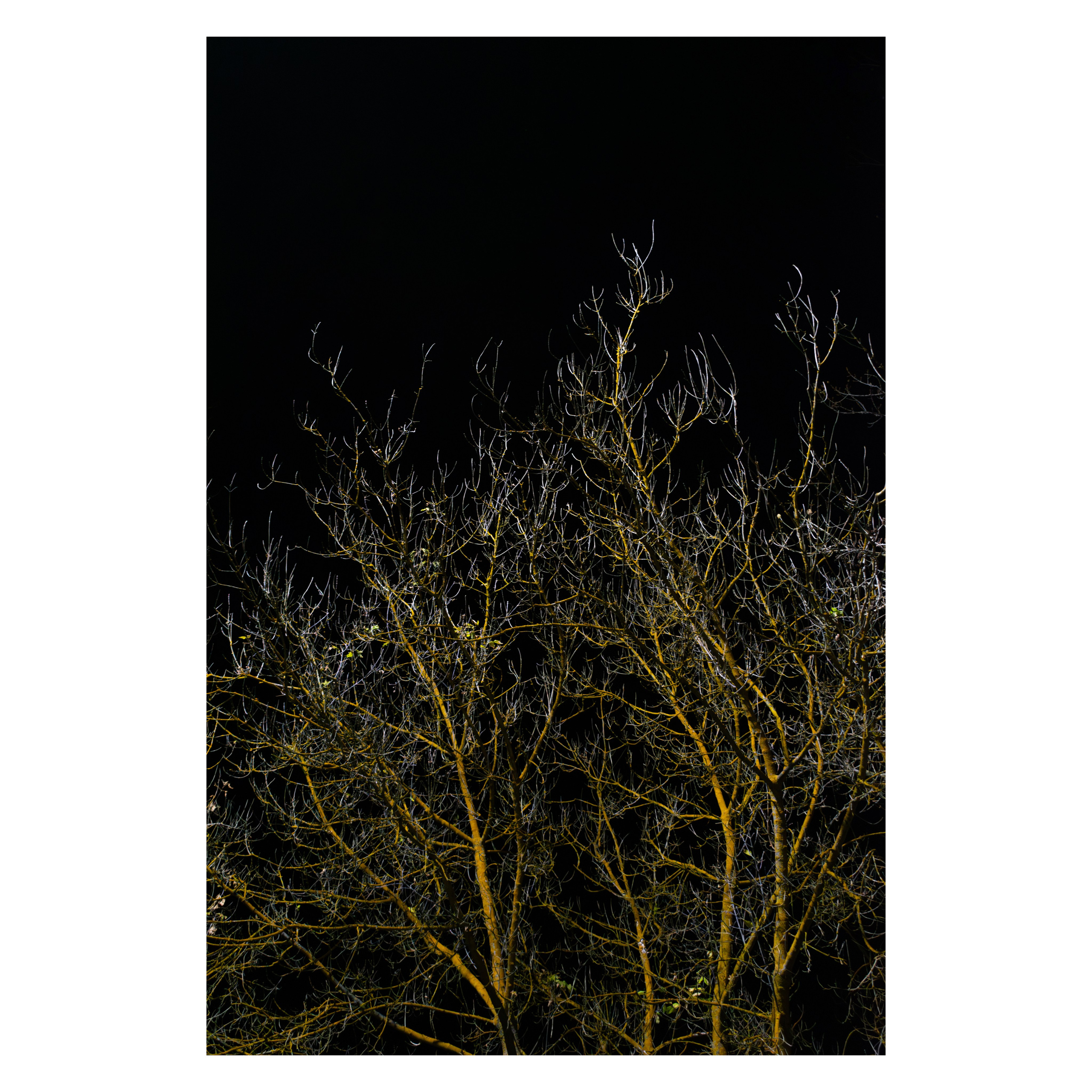 Гербарий. Художественный фотограф в Калуге