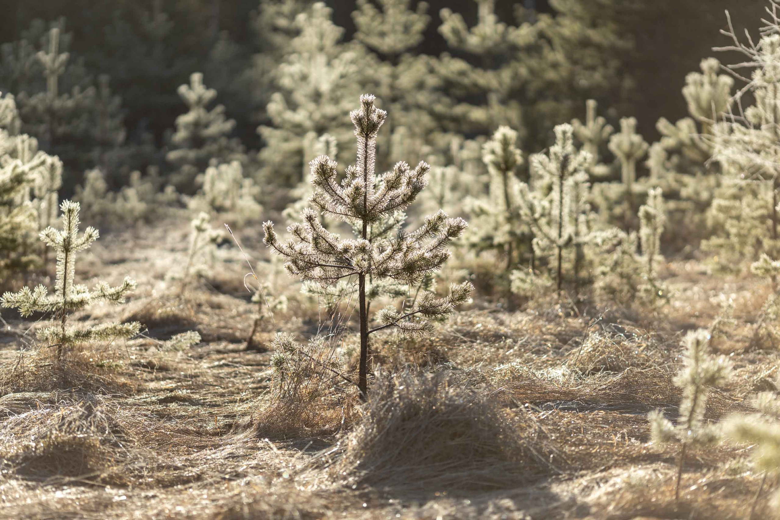 Природные пейзажи. Наталия Клевинскас портретный фотограф в Костроме