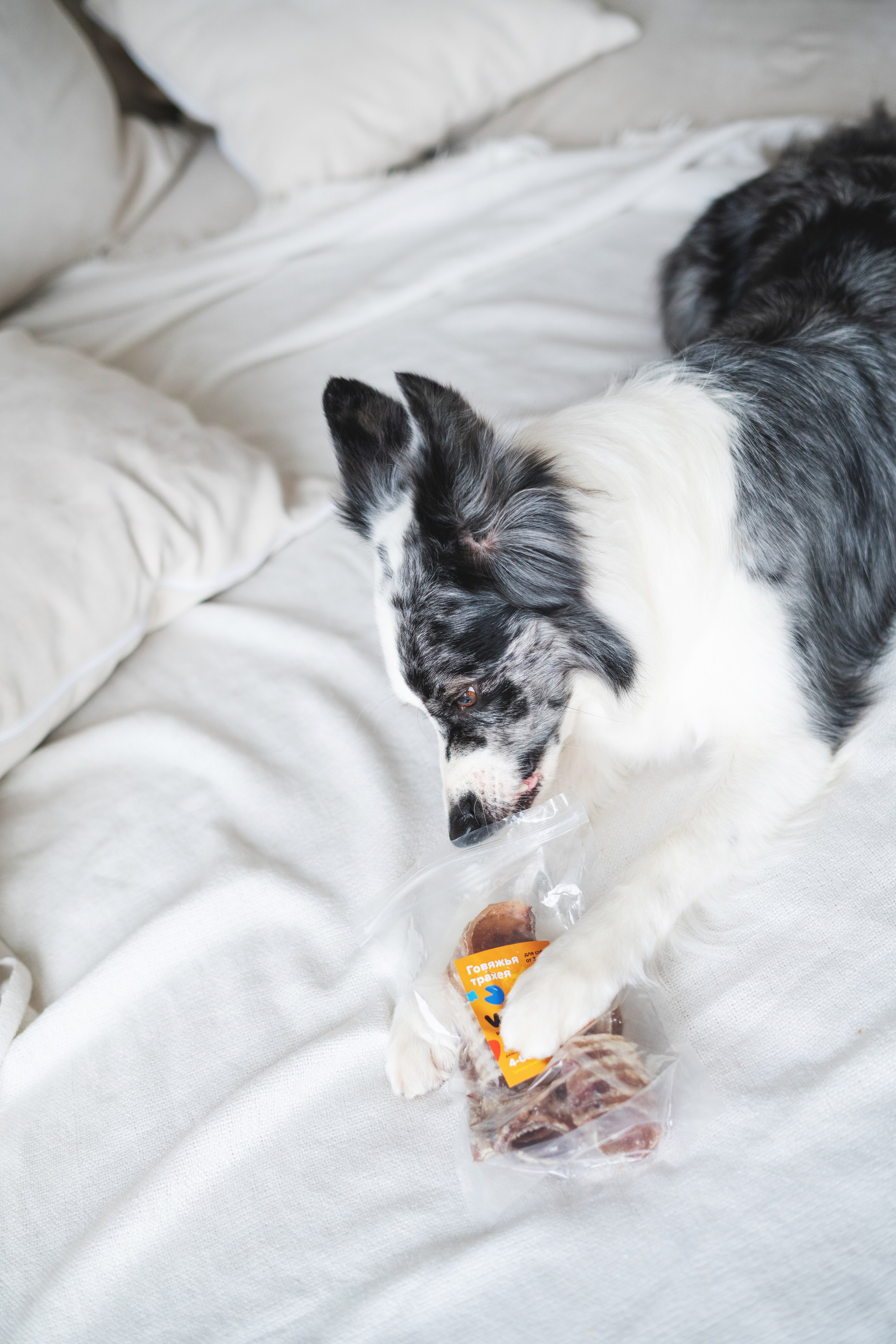 Лакомства Woofa. Фотограф анималист Осипчикова Мария