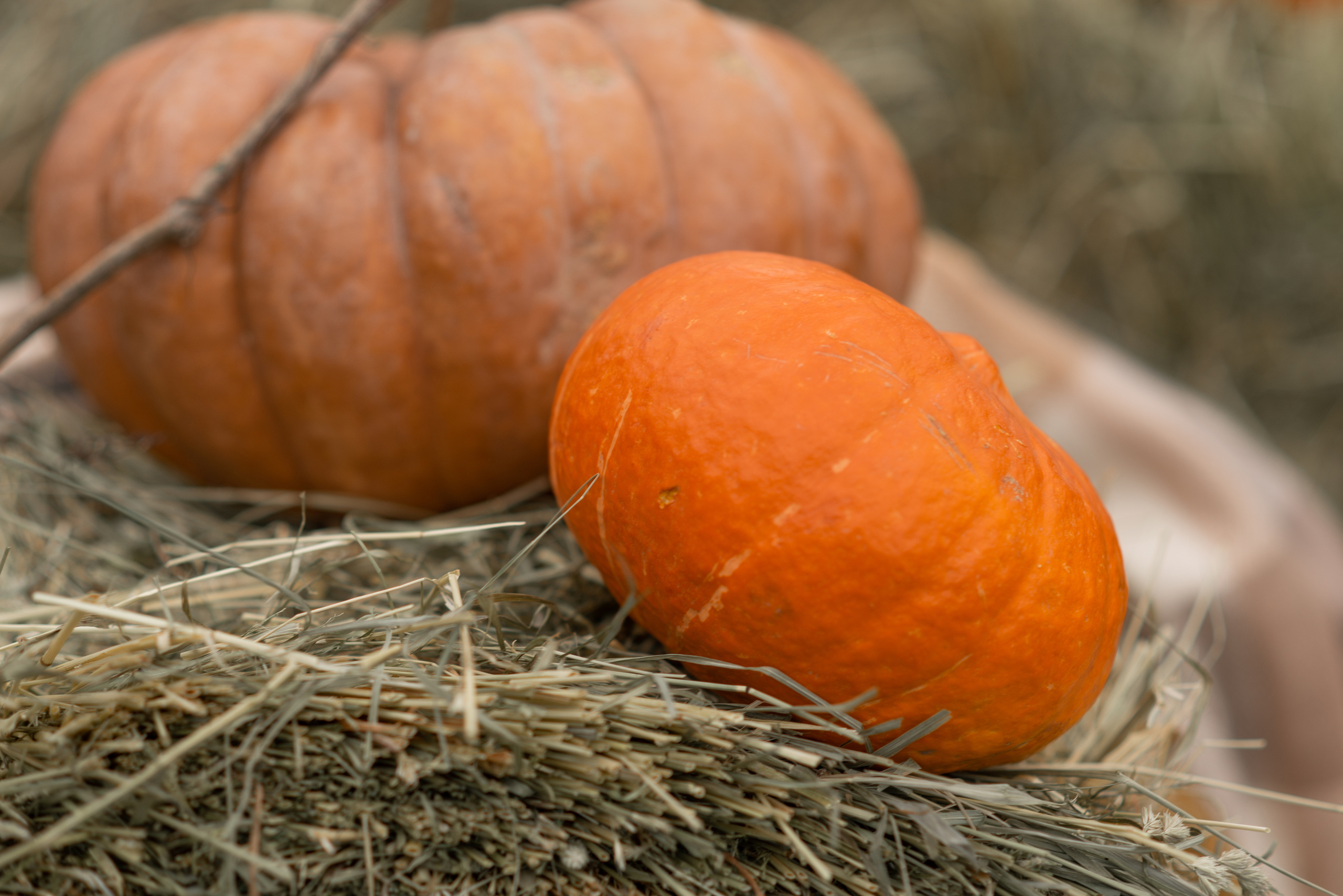 На даче осенью!. Фотограф в Москве