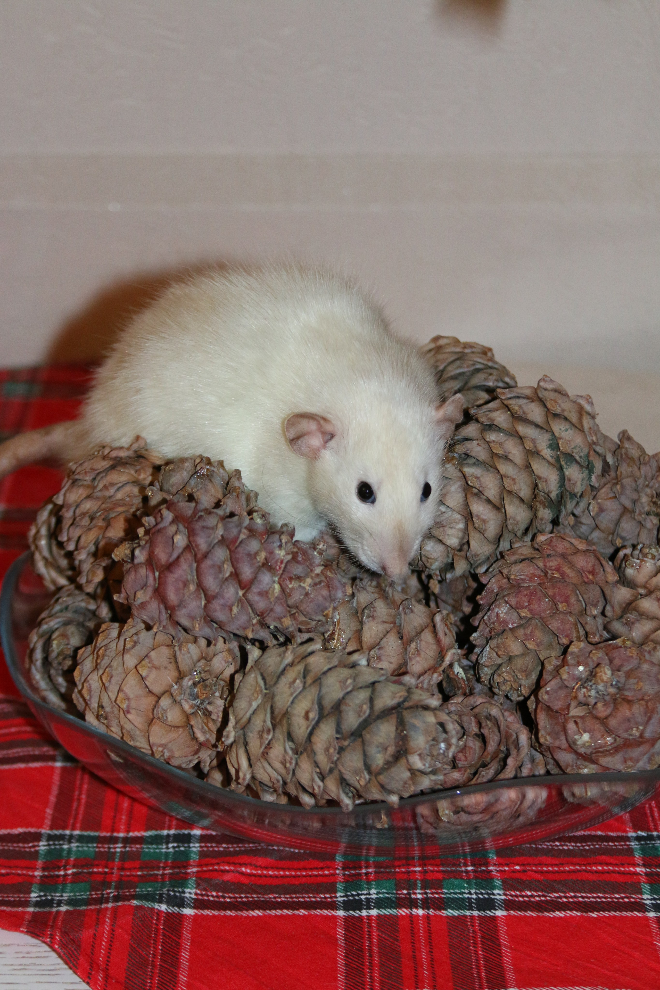 Съемка с питомцем