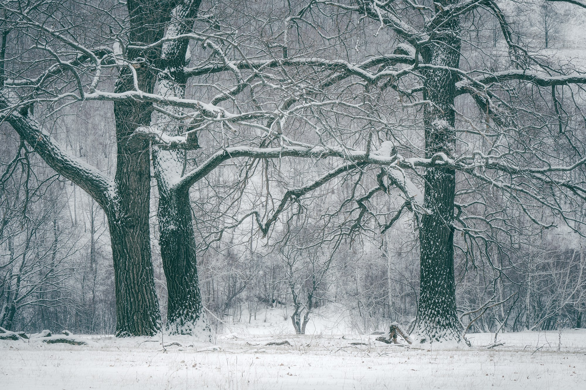 Зимний лес. Пейзажный фотограф Руслан Лукманов
