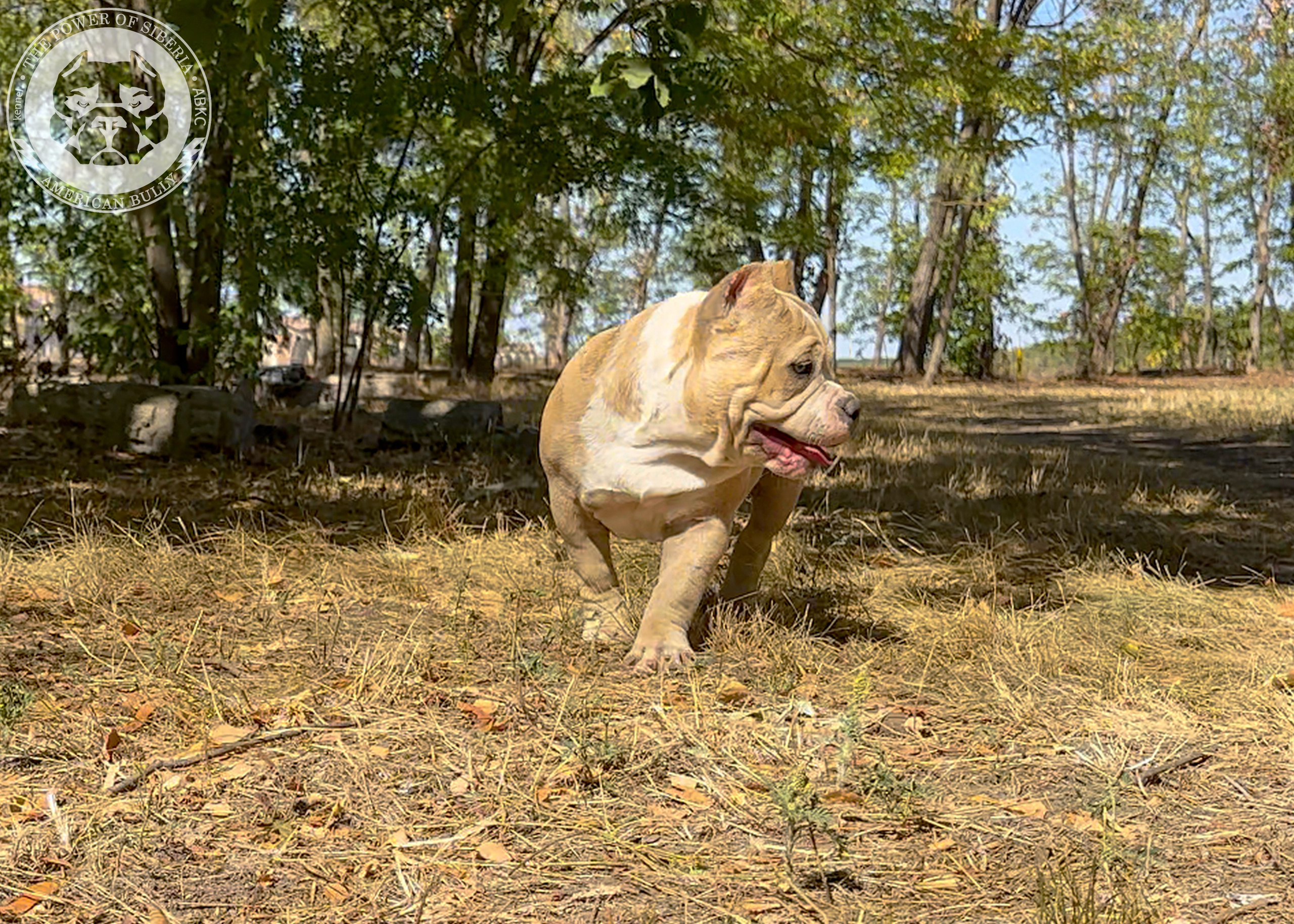 Помет Каспер и Тагира. 21.04.25. Американский Булли в г. Ростов-на-Дону. Питомник THE POWER OF SIBERIA