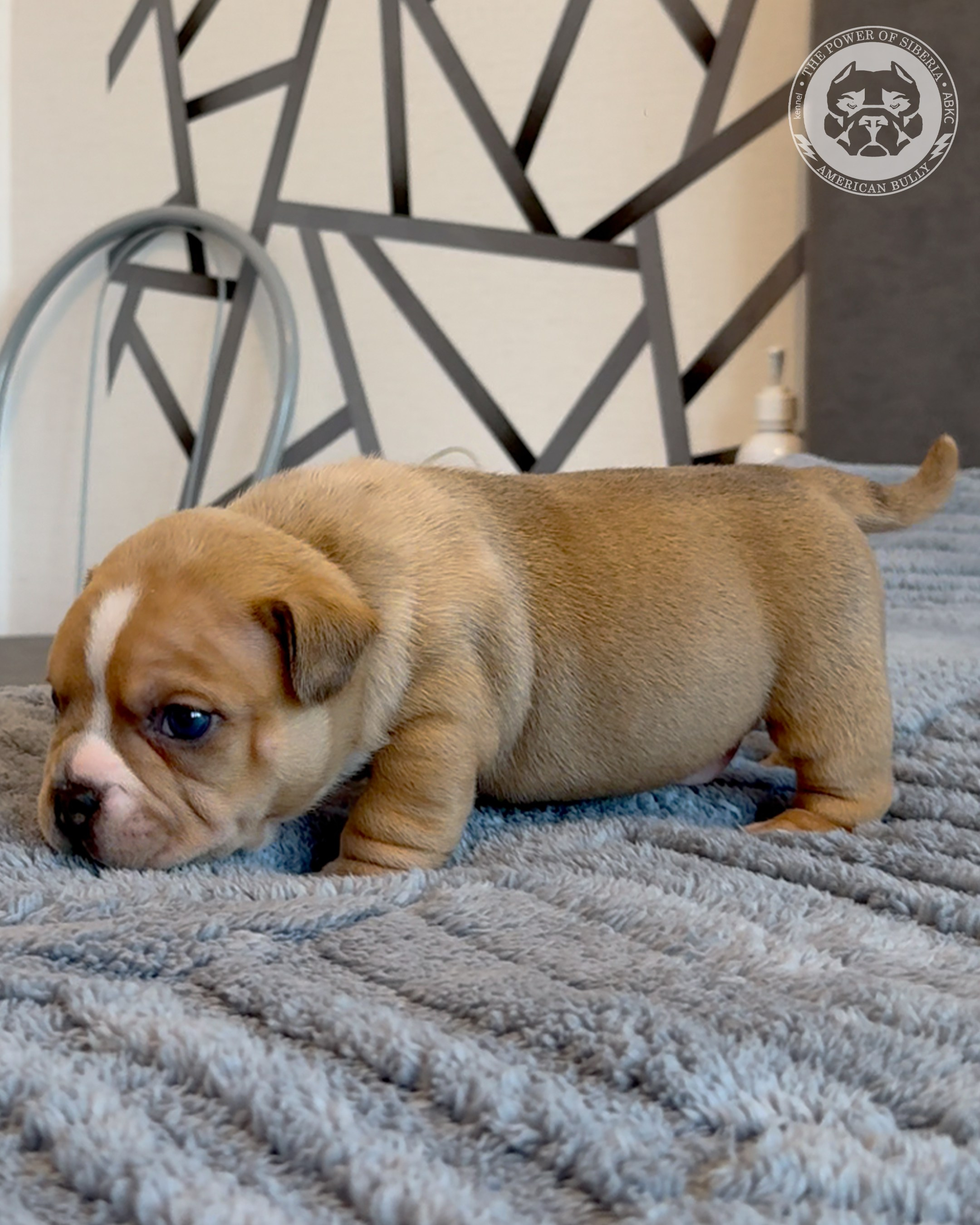 Свободные щенки Американский Булли, в типах покет, классик, стандарт. Американский Булли в г. Ростов-на-Дону. Питомник THE POWER OF SIBERIA