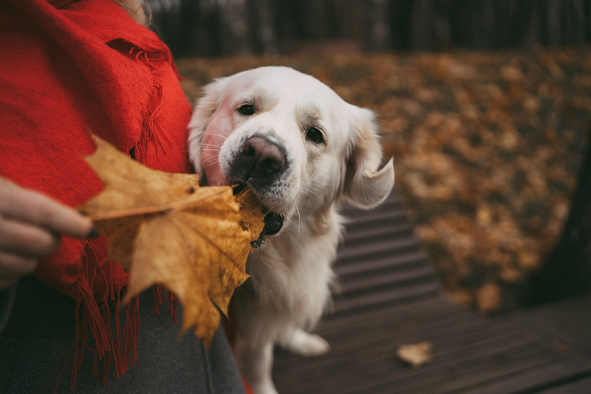 Лена и Мерлин. Фотограф анималист в Москве и Санкт-Петербурге Свиридова Анна