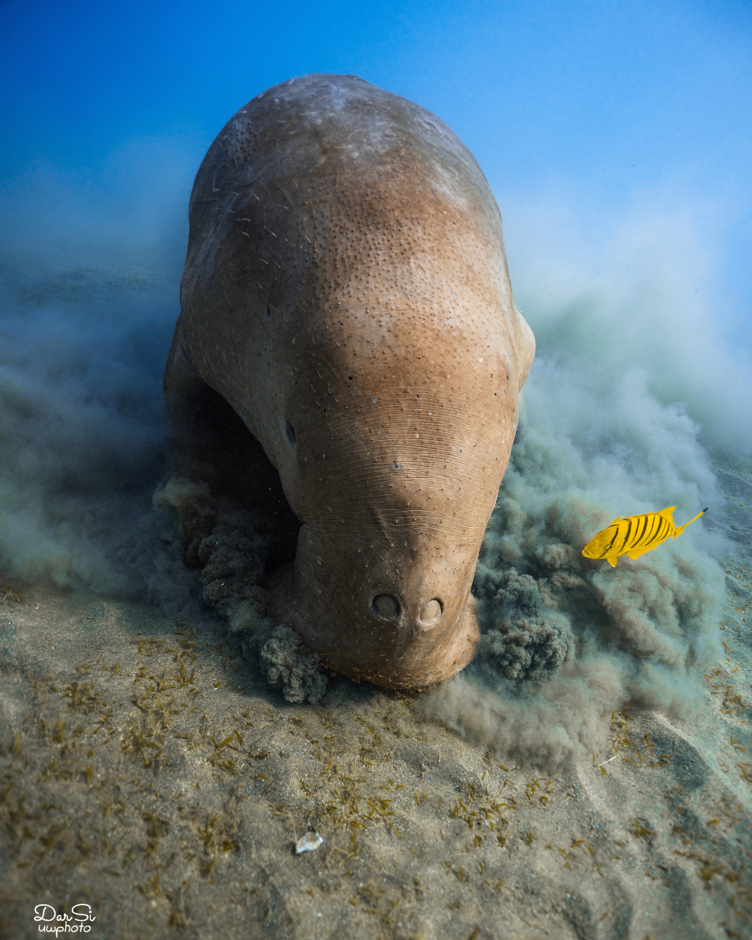 Дюгонь. Подводный фотограф на Филиппинах Синицина Дарья