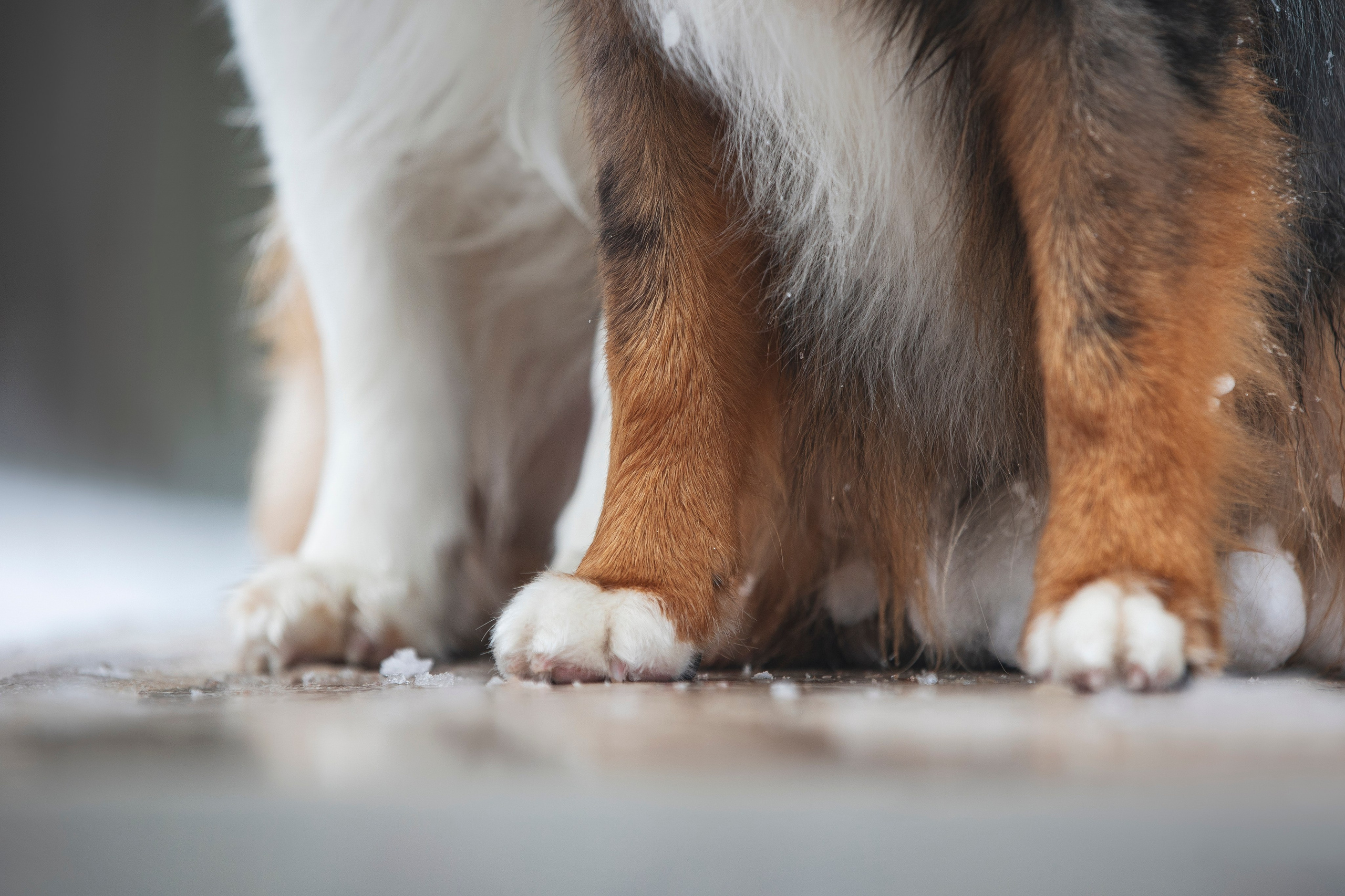 Дария, Макс, Сезам и Чили. Фотограф анималист в Москве Майорова Евгения