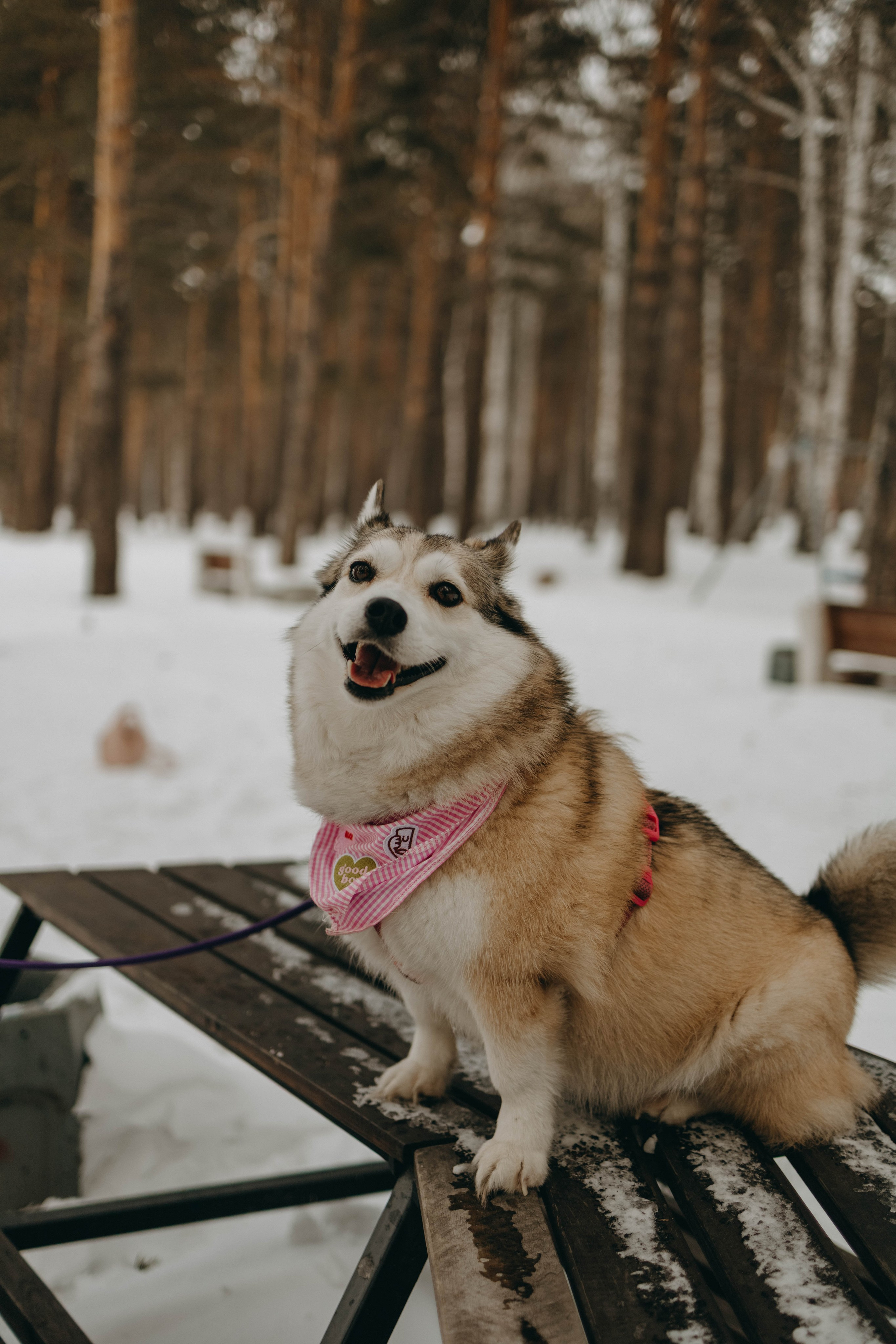 Варвара и Шелби. Фотограф-анималист в Екатеринбурге | Кристина