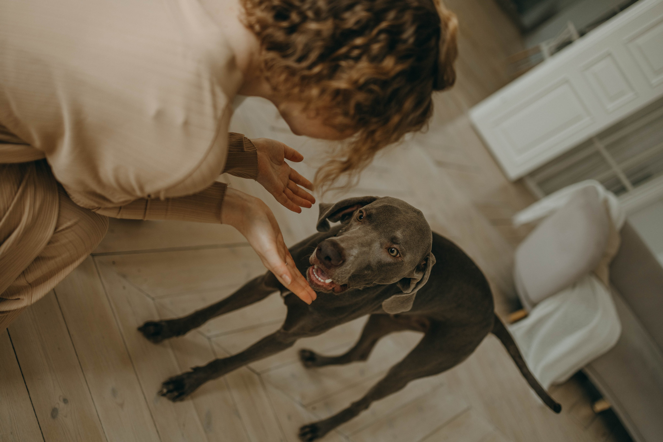 Фотосессия в студии с собакой. Фотограф-анималист в Екатеринбурге | Кристина