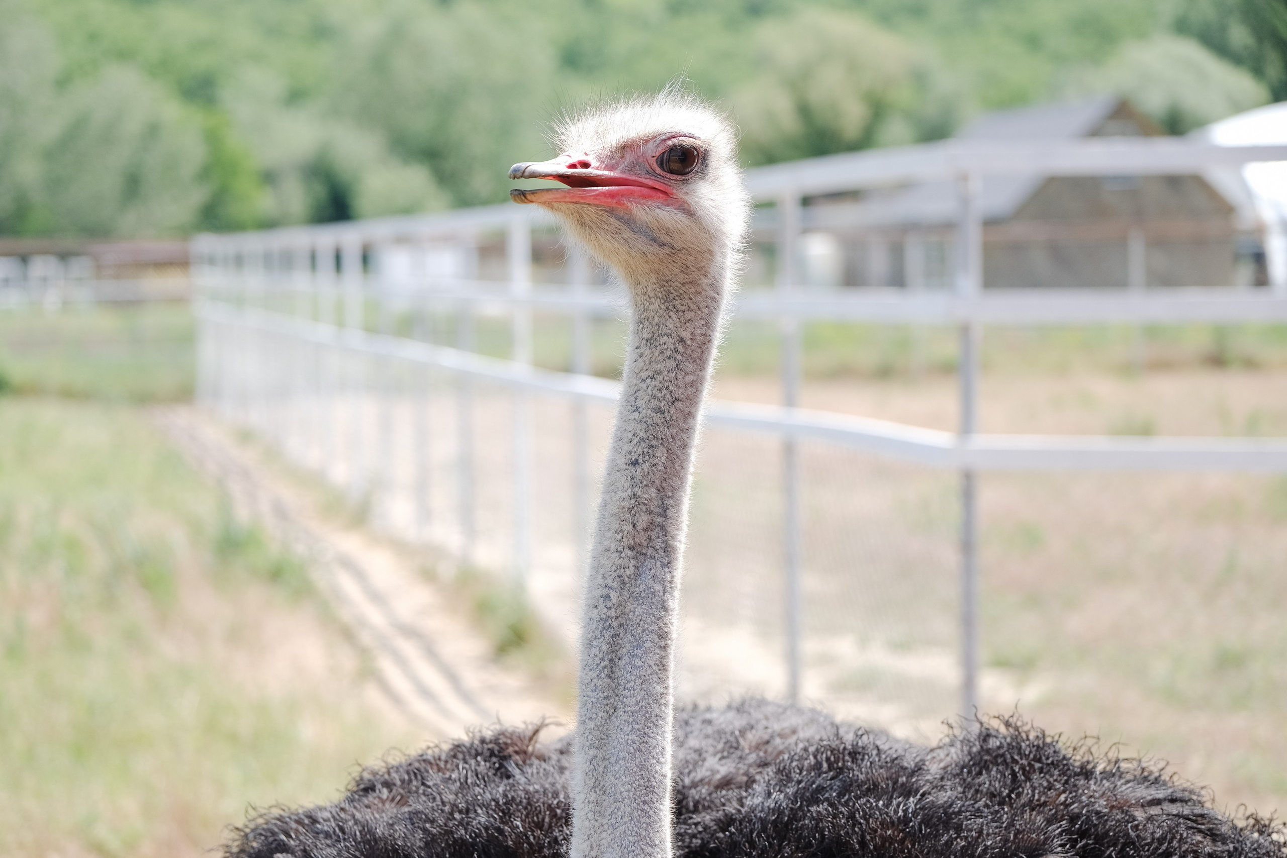 Репортаж на ферме. Профессиональная фотосъемка в Крыму. Натуральные эмоции и живые кадры. Забронируйте дату прямо сейчас!