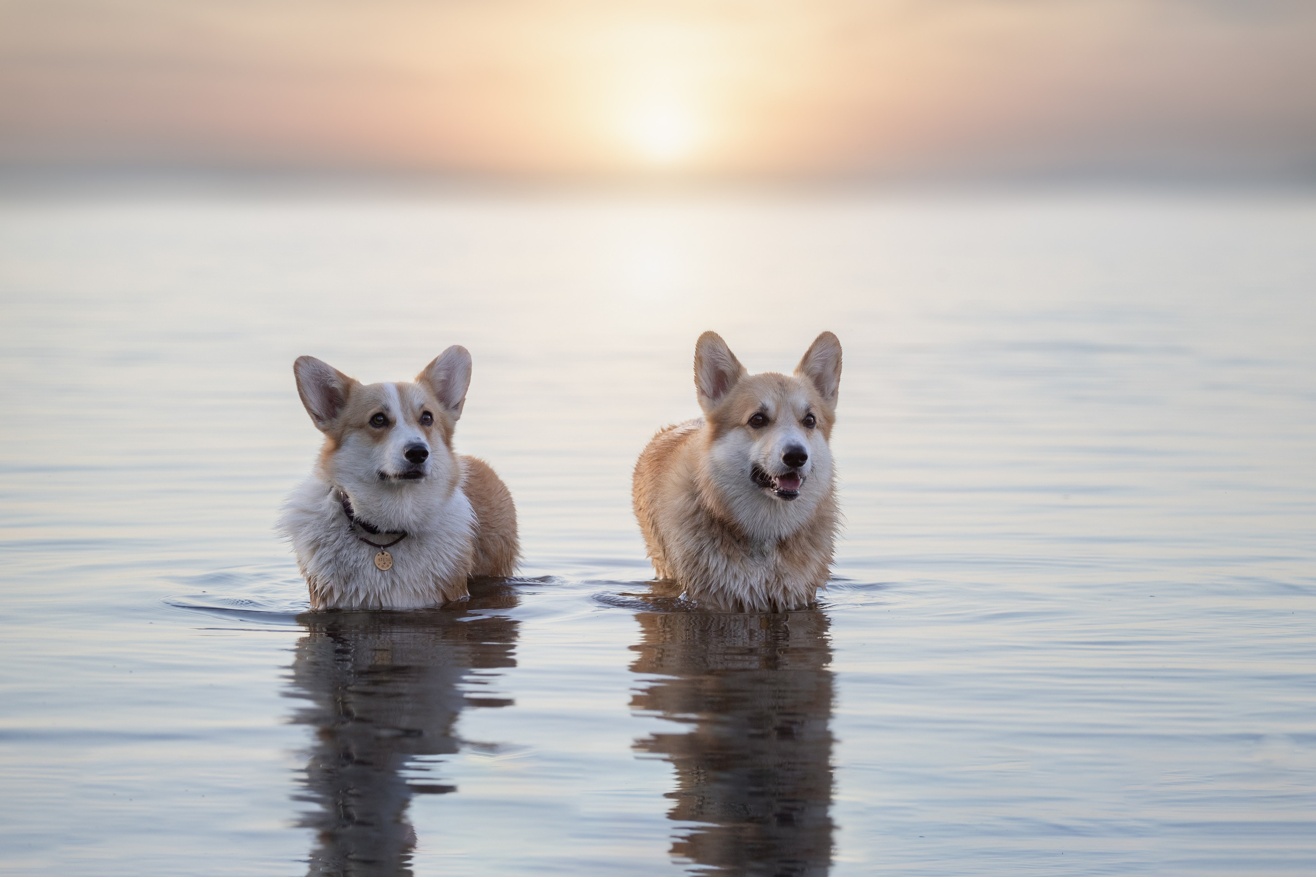 Фотосъёмка собак. Семейный и анималист фотограф в Переславле Анастасия Гусева