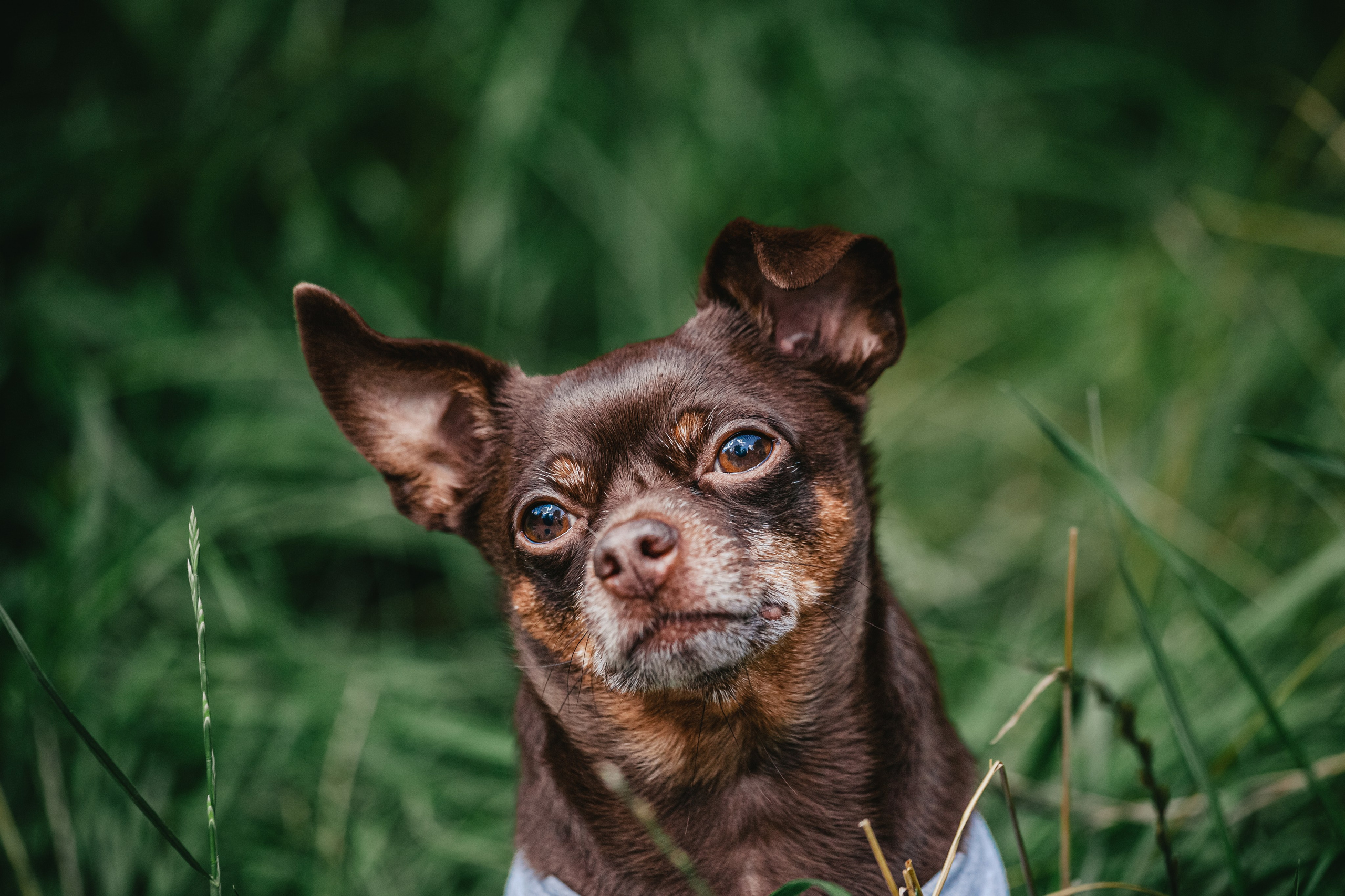 Фотограф-анималист Татьяна Степанова