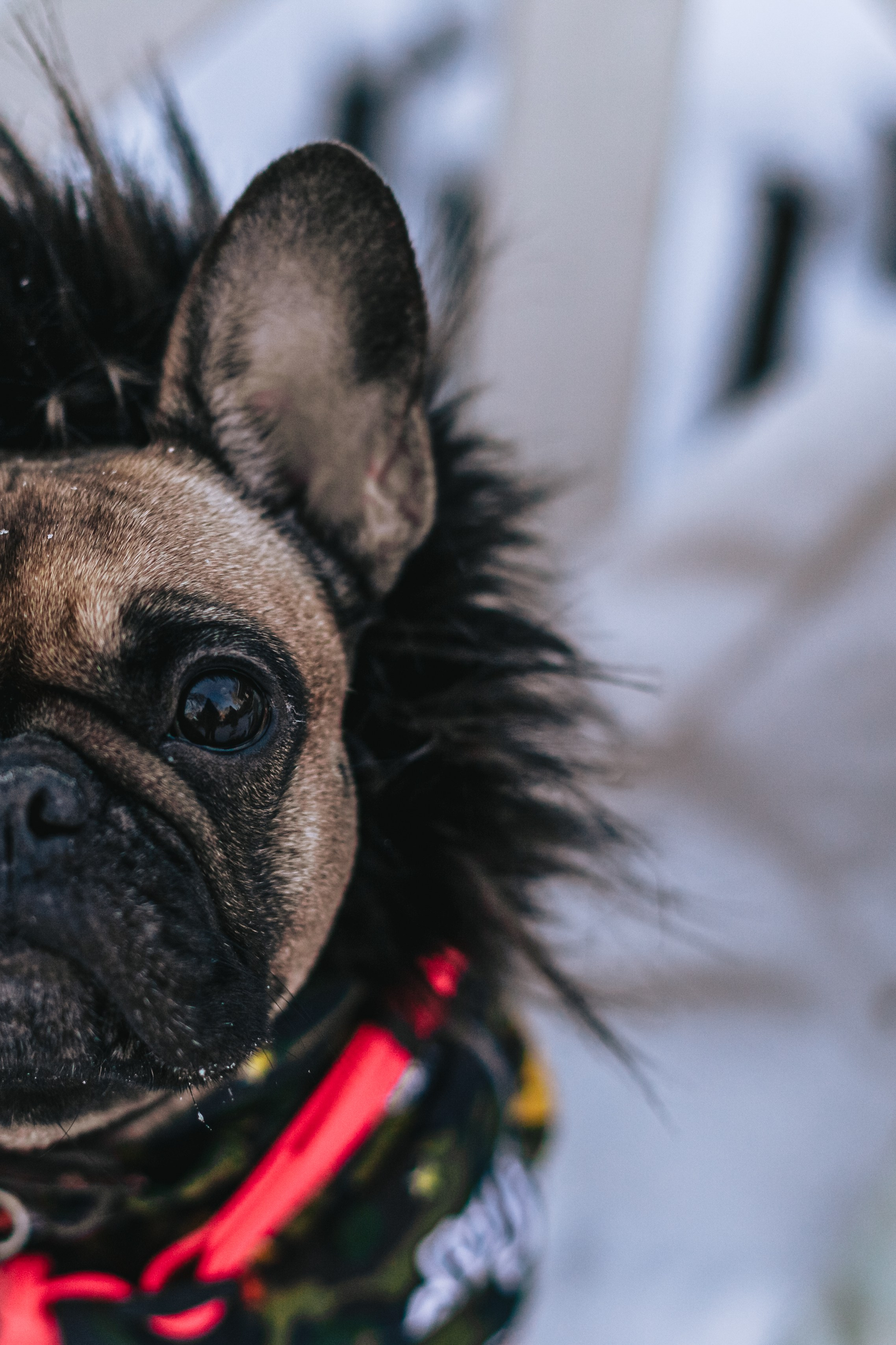 Зингер дача. Фотограф-анималист Татьяна Степанова