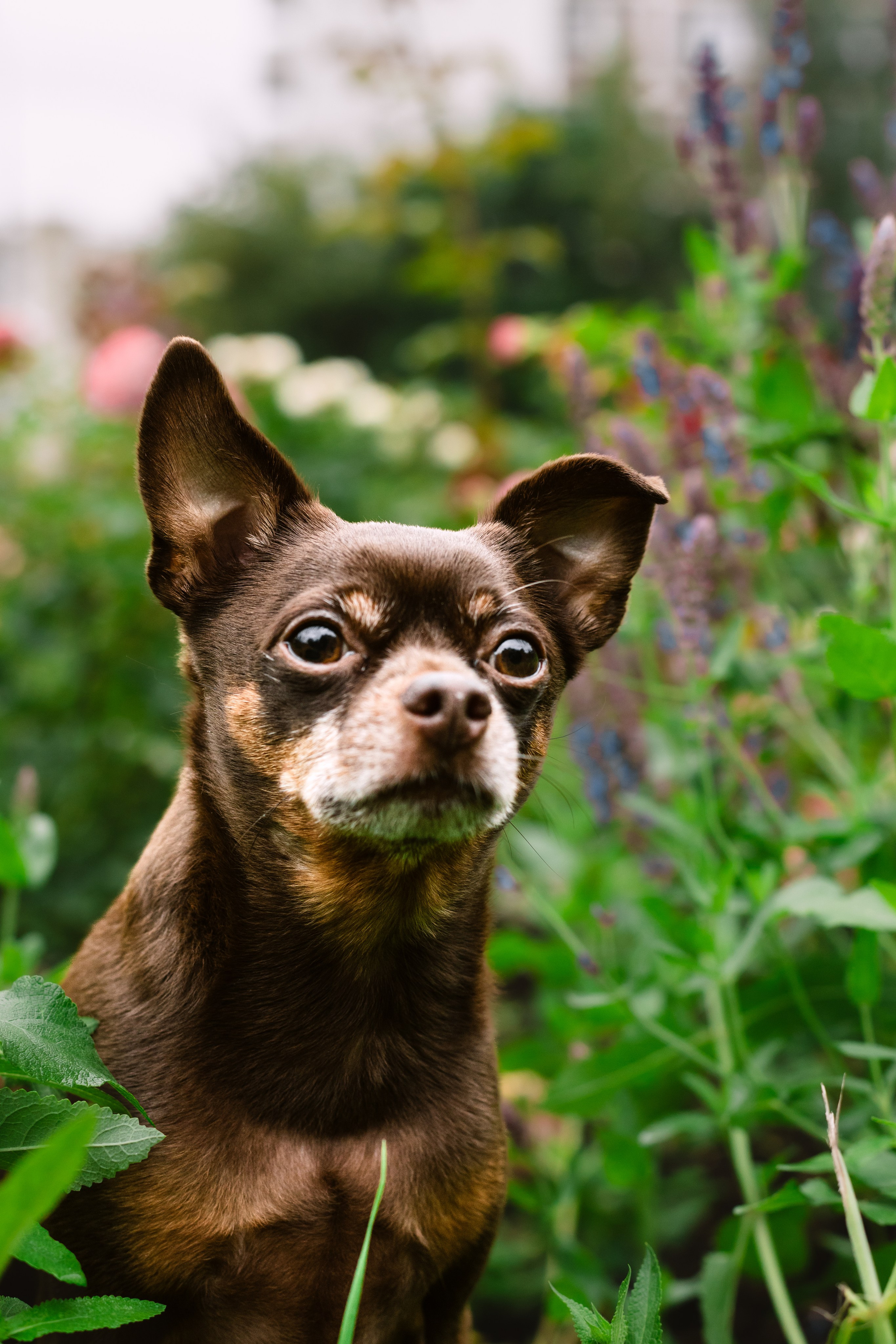 Юля и Леонид. Фотограф-анималист Татьяна Степанова