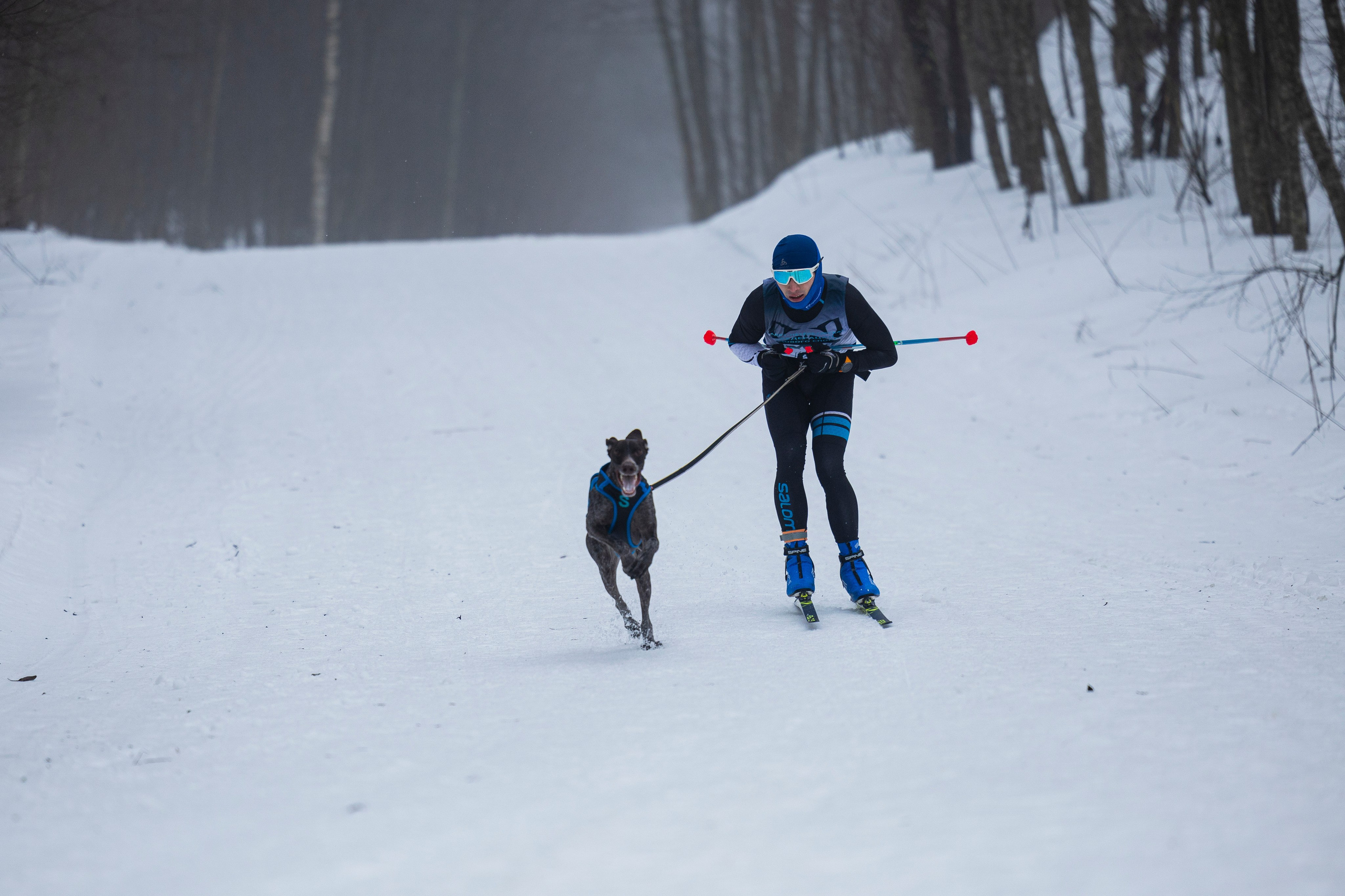 Зимний Чемпионат Санкт-Петербурга по ездовому спорту. Фотограф-анималист Анна Маринич