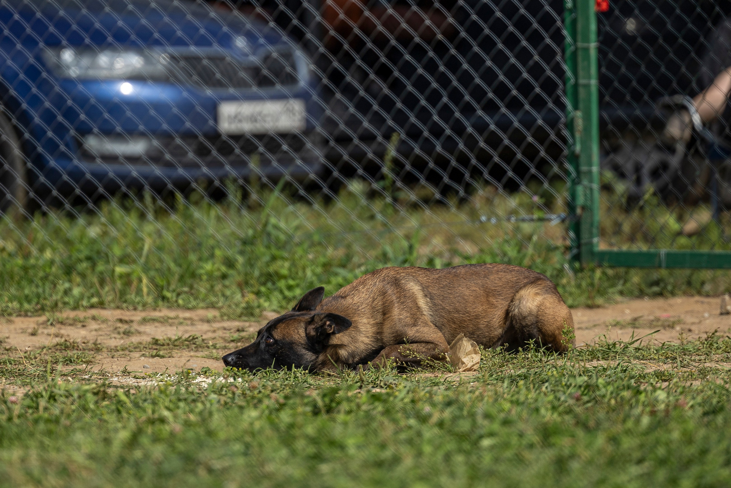 Соревнования по Мондьорингу г. Вологда 10-11.08.2024. Фотограф-анималист Анна Маринич