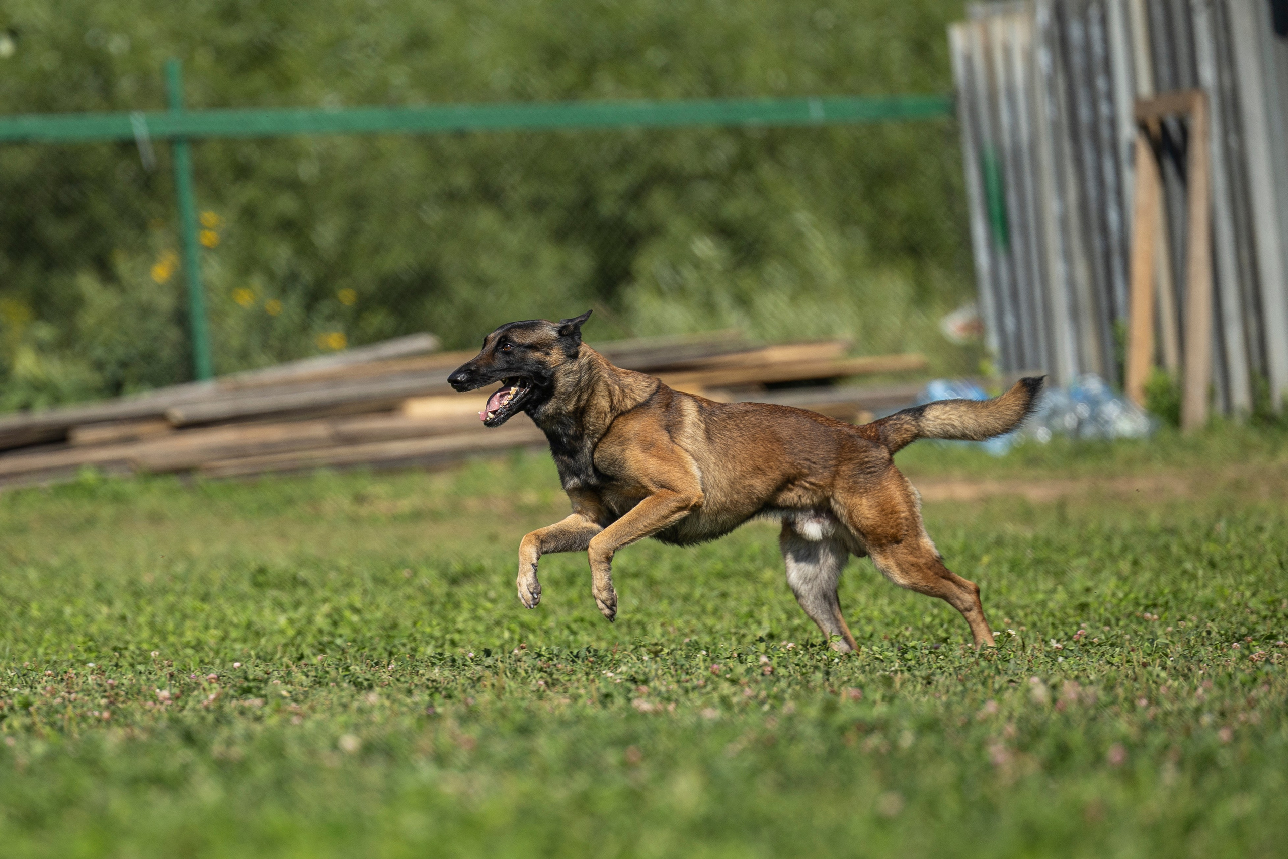 Соревнования по Мондьорингу г. Вологда 10-11.08.2024. Фотограф-анималист Анна Маринич