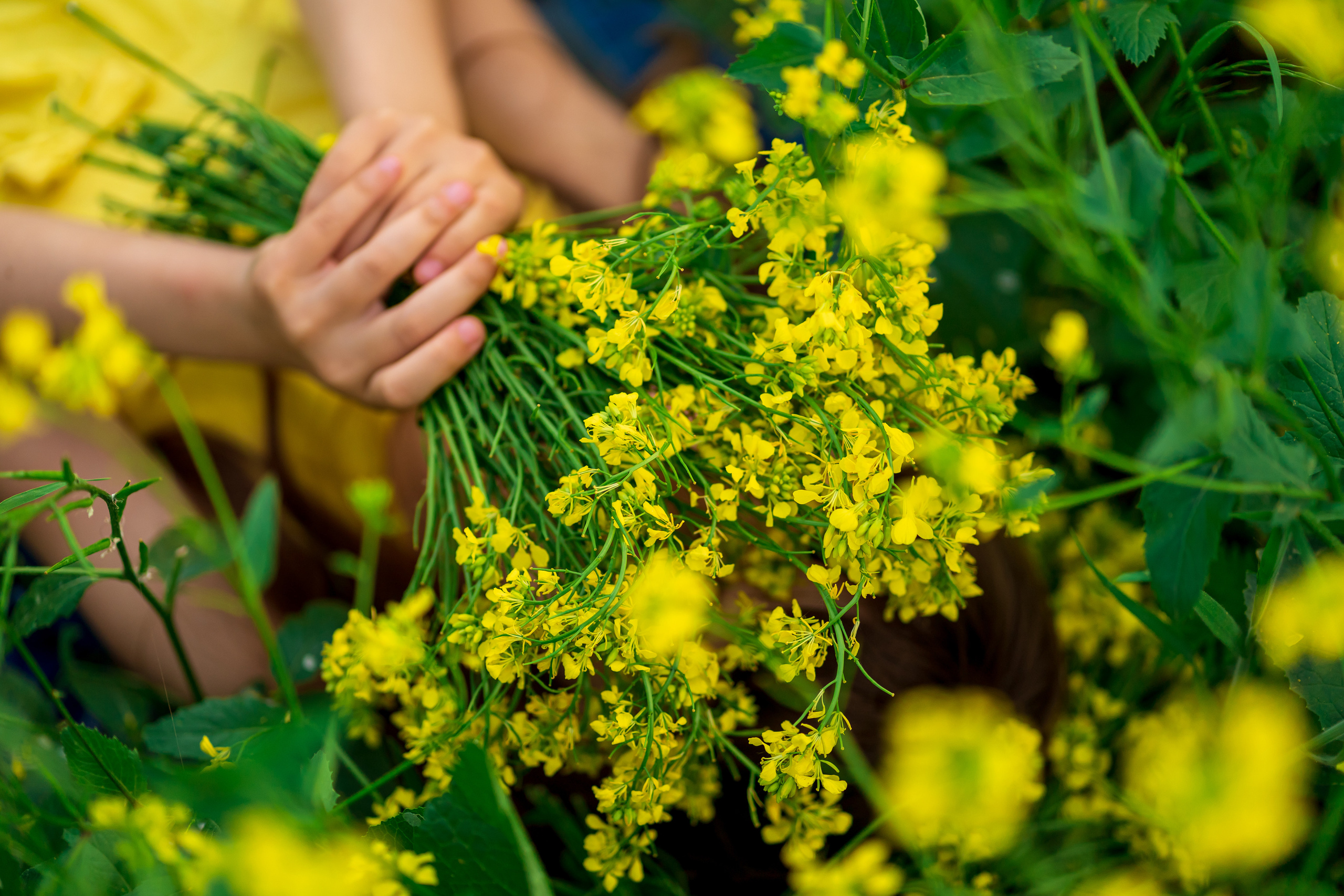 Фотосессия Алёнушки в желтом поле. Семейный и детский фотограф в Ростове-на-Дону Екатерина Шевченко