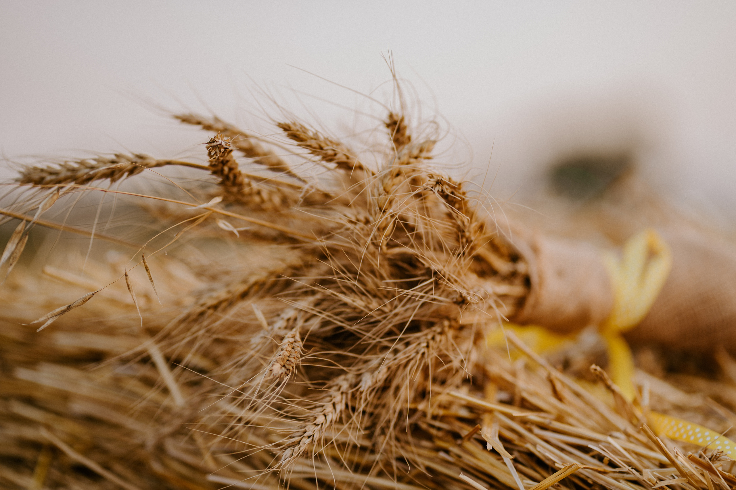 Фотосессия в стогах Ирины. Семейный и детский фотограф в Ростове-на-Дону Екатерина Шевченко