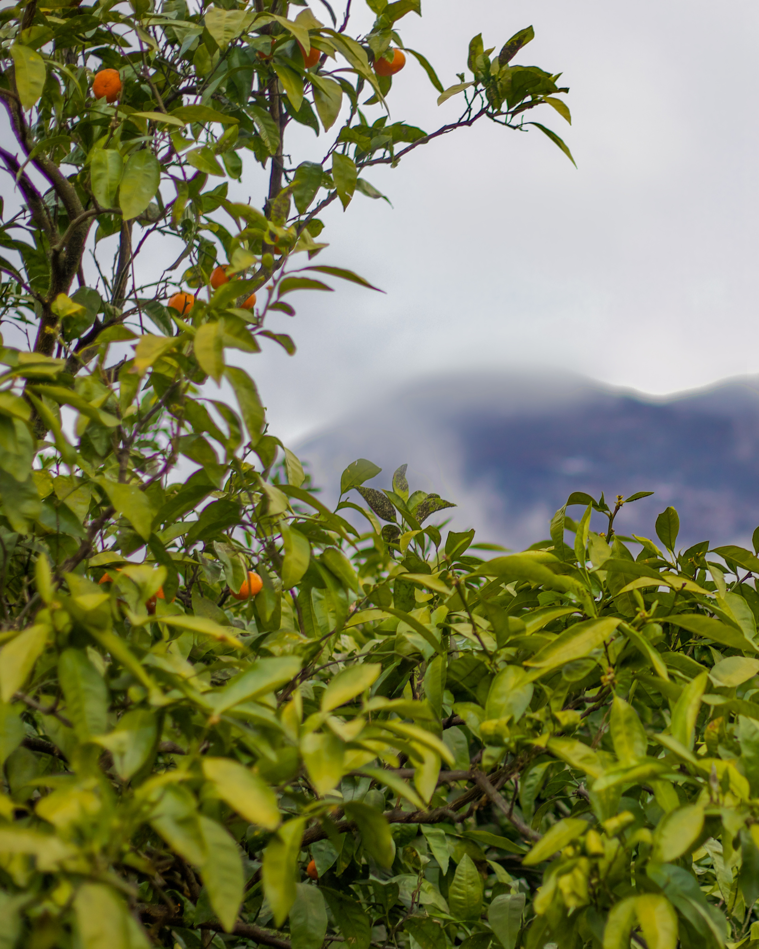 АБХАЗИЯ. Фотограф Севастополь/Крым Светлана Евтушенко
