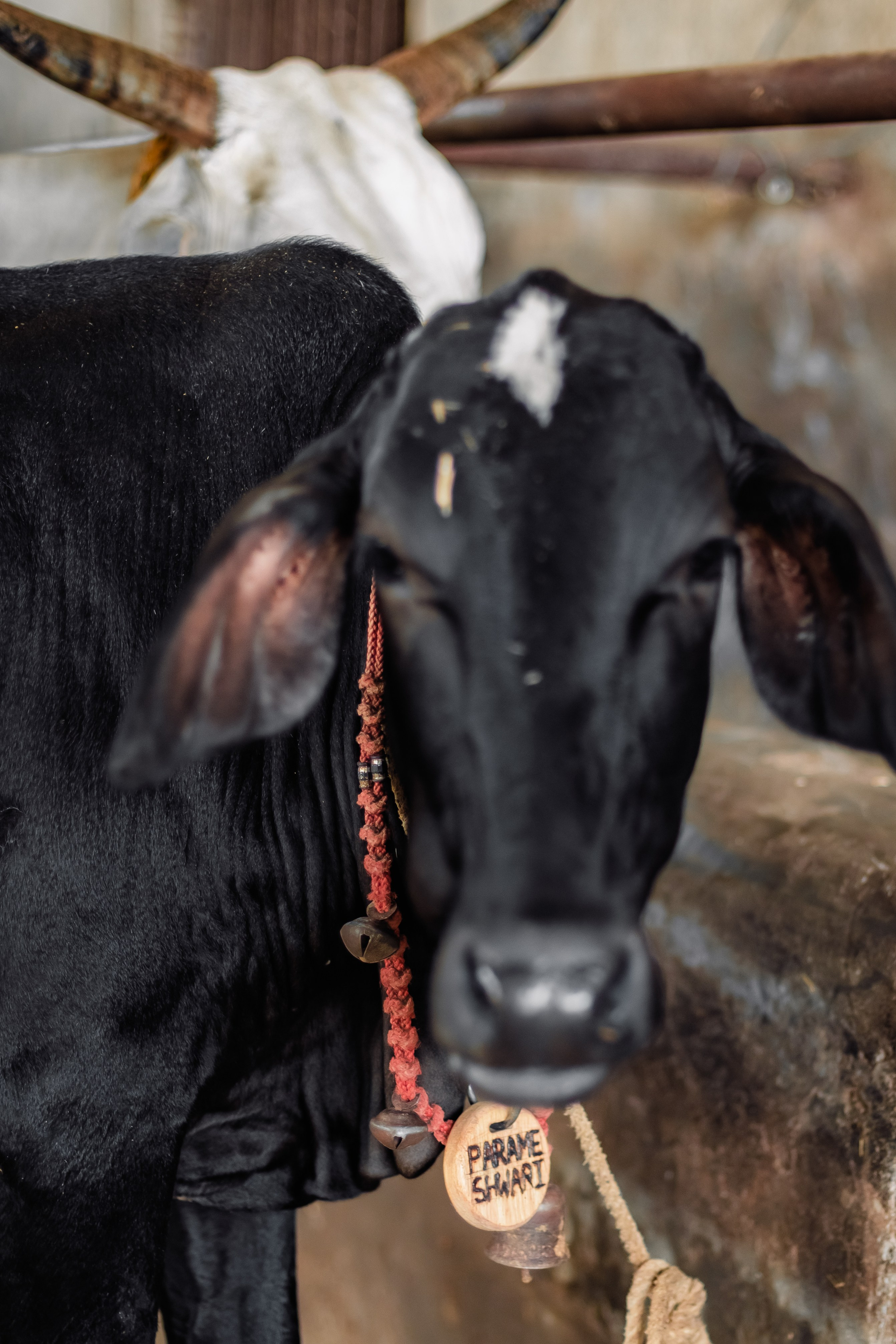 Devraha baba ji ashram life 2025. Mariam Bagdasaryan