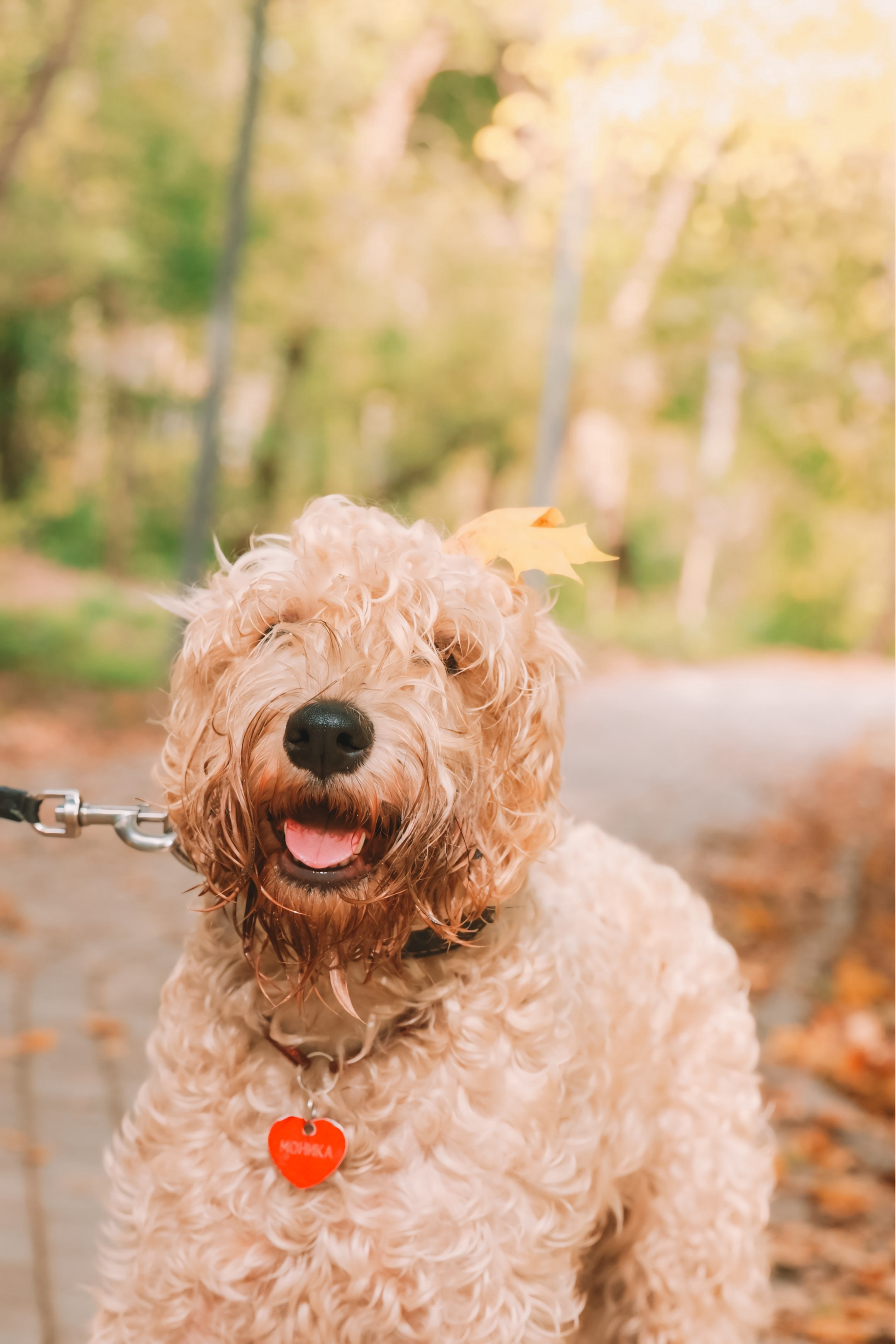 Четыре лапы и мокрый нос. Портретный и семейный фотограф в Москве Мария Иванова