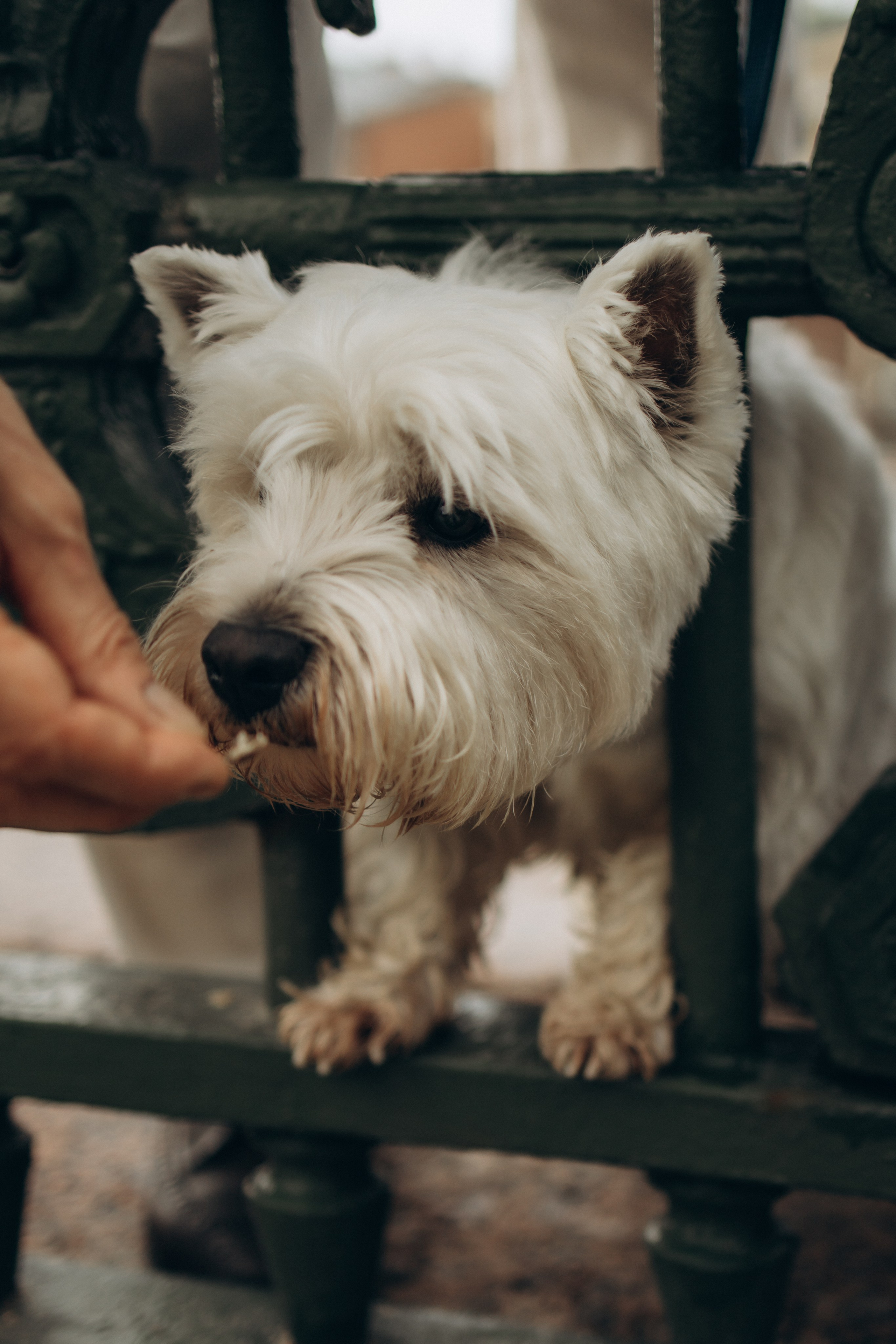 Моника, Мишель, Юлия, Дмитрий и песик Беня. Семейный, домашний, ньюборн фотограф Москва Цветкова Елизавета