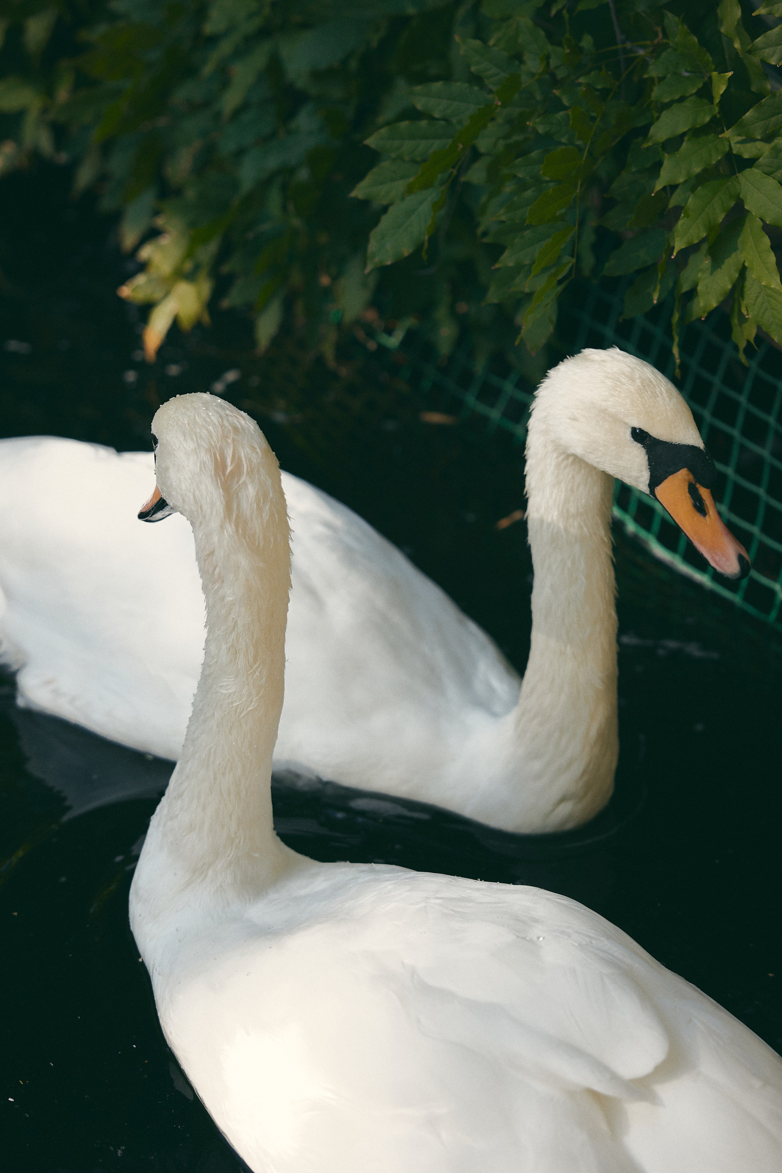 Георгий и Мари. Ани Арутюнян | свадебный фотограф
