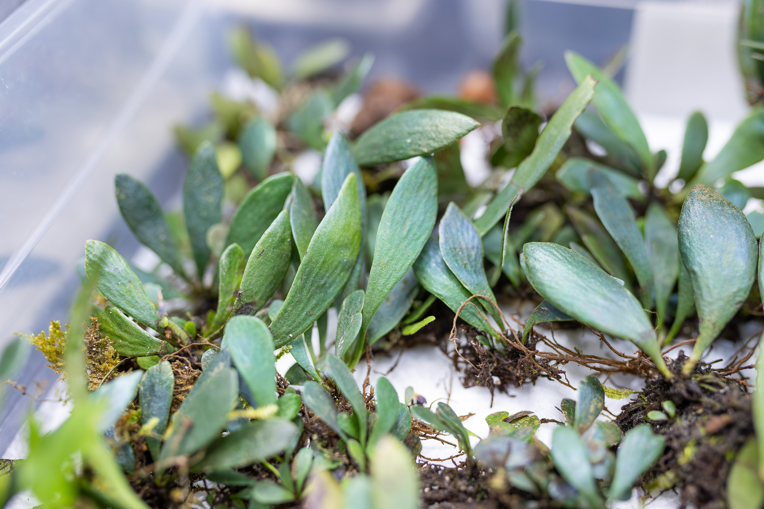 Монстериум апрель 2026. Александра Куликова фотограф, Москва