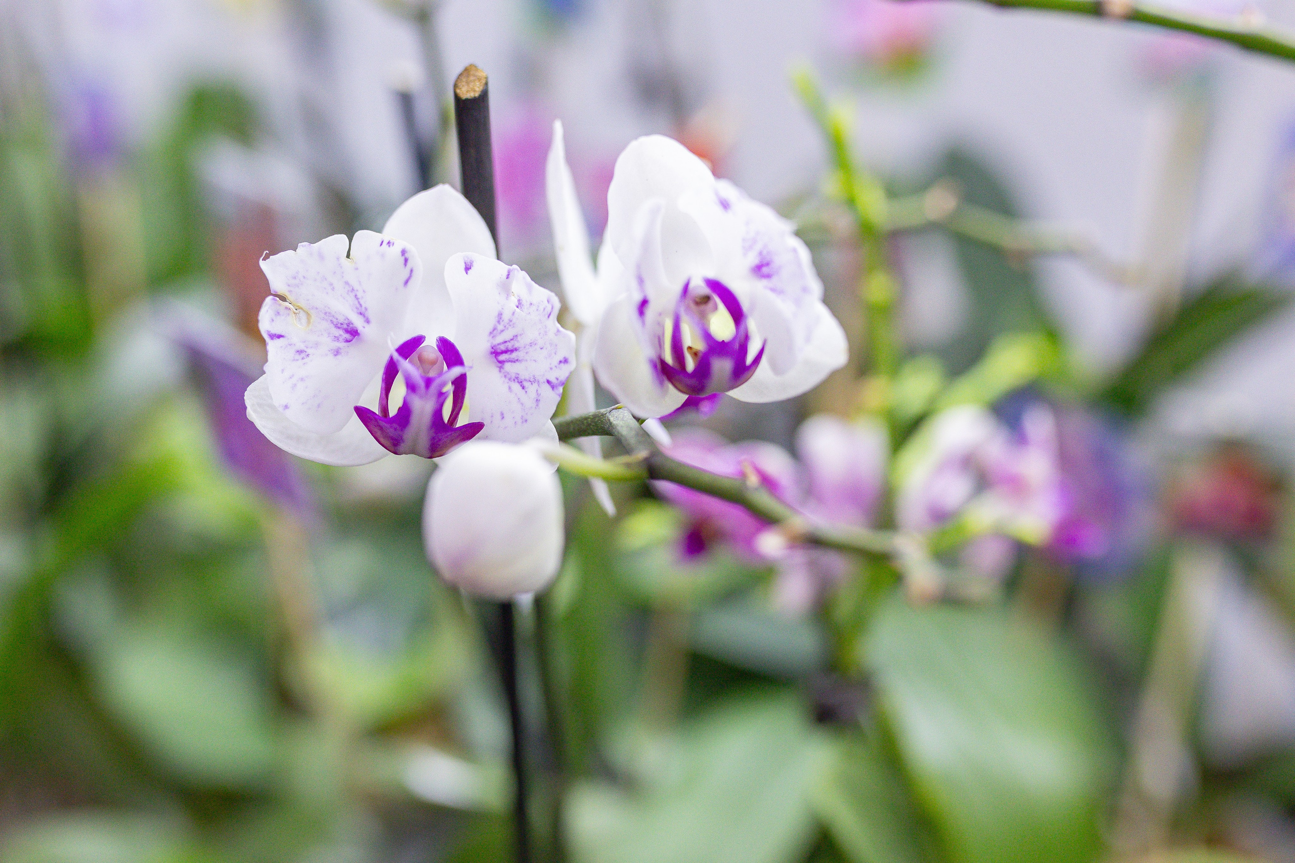 Орхидиум 12.2025. Александра Куликова фотограф, Москва