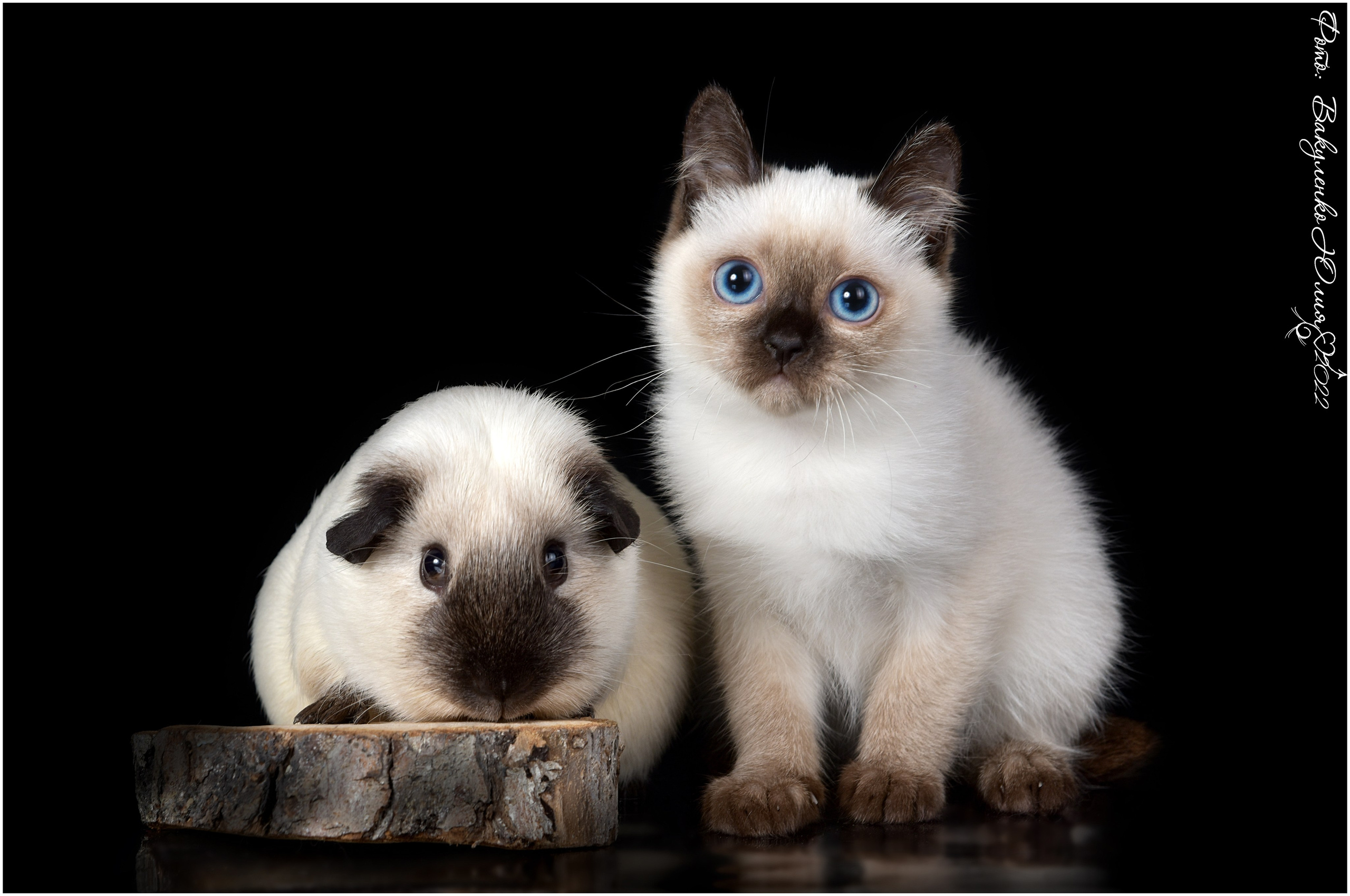 Котята. Фотограф анималист | семейный Юлия Вакуленко, г. Краснодар