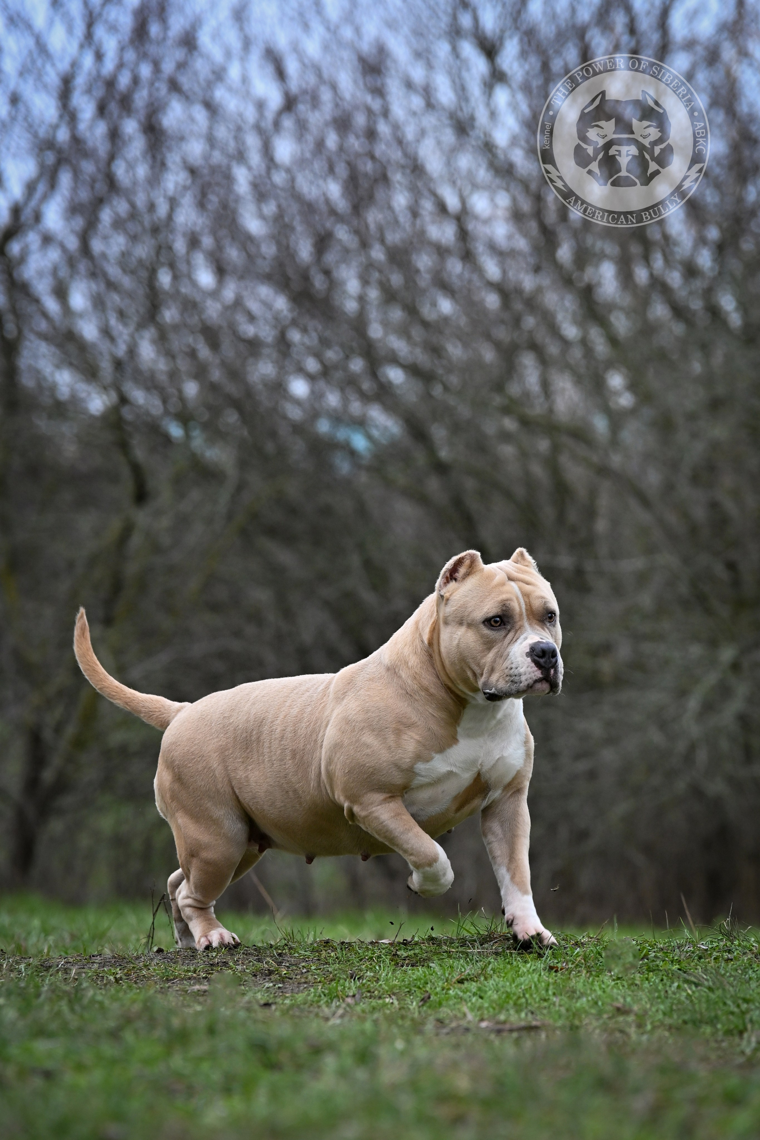 Декабрь 2025. Американский Булли в г. Ростов-на-Дону. Питомник THE POWER OF SIBERIA