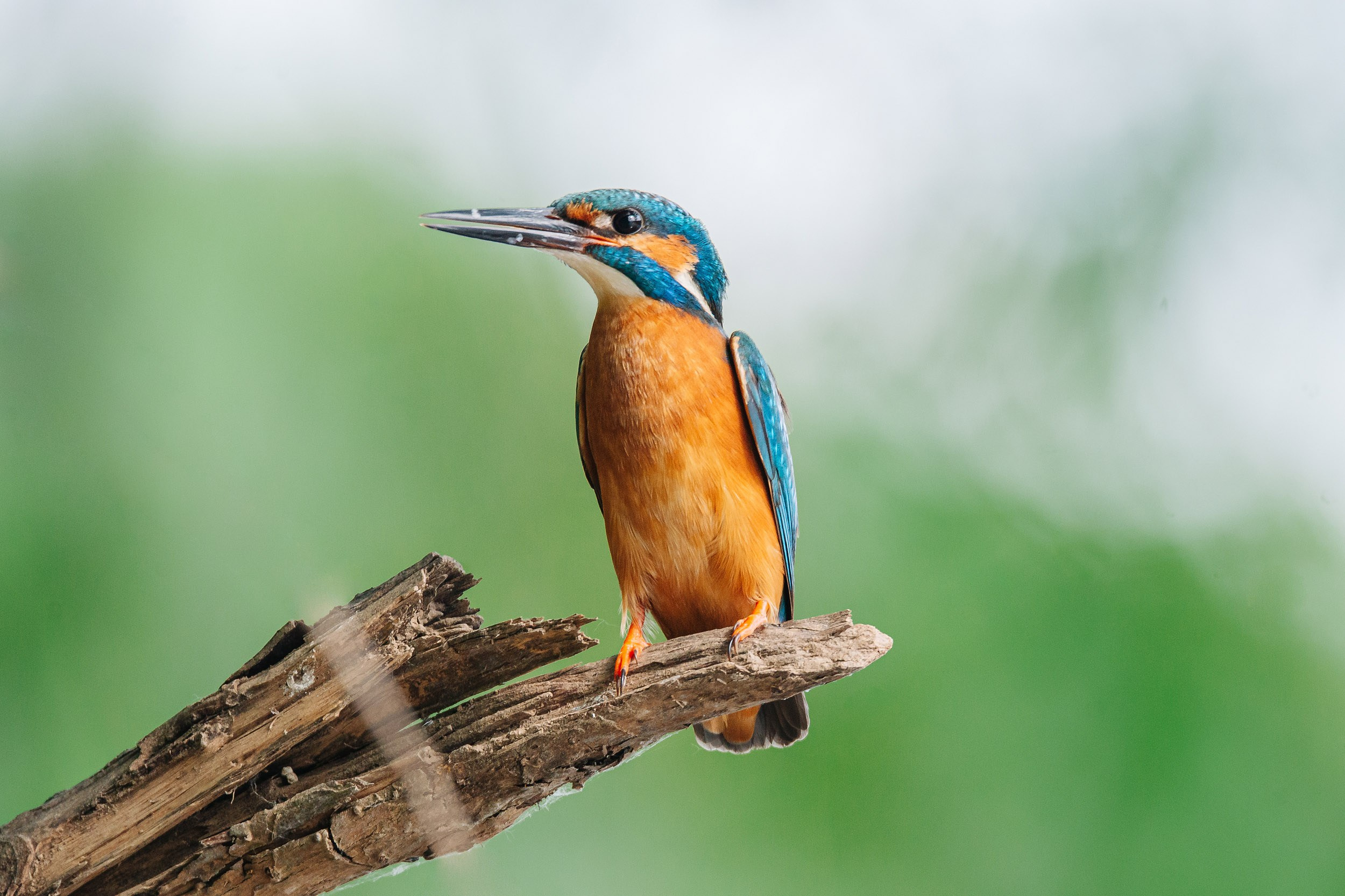Птицы. Спортивный фотограф в Уфе Евгений Буров