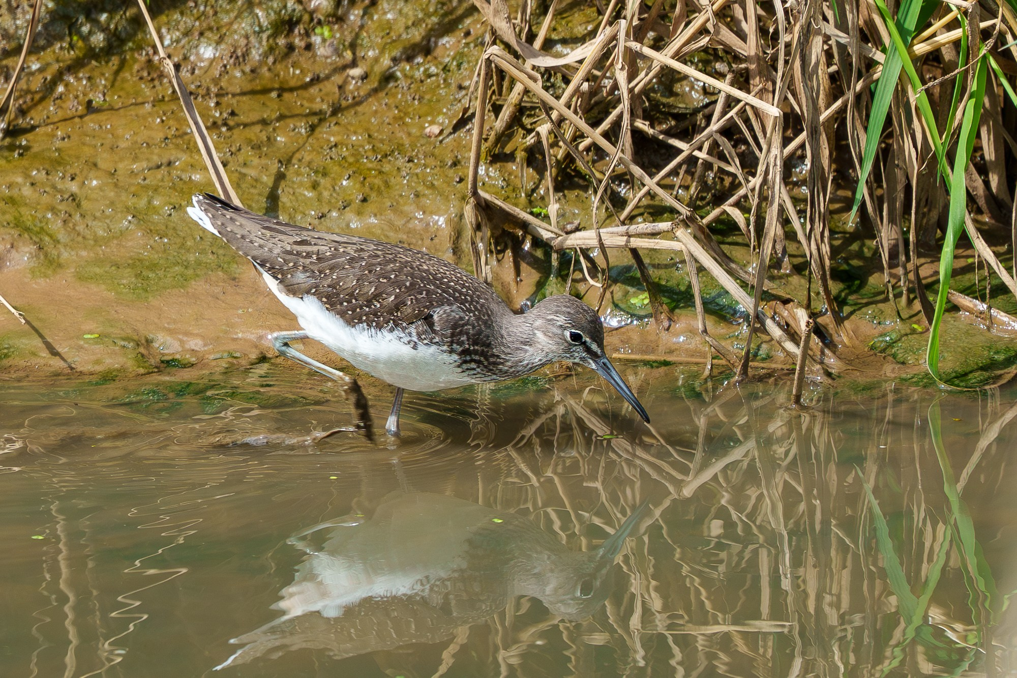 Удивительные мир птиц. Вокруг нас столько прекрасного — присмотритесь!. Ваш личный фотограф Марина Волкова