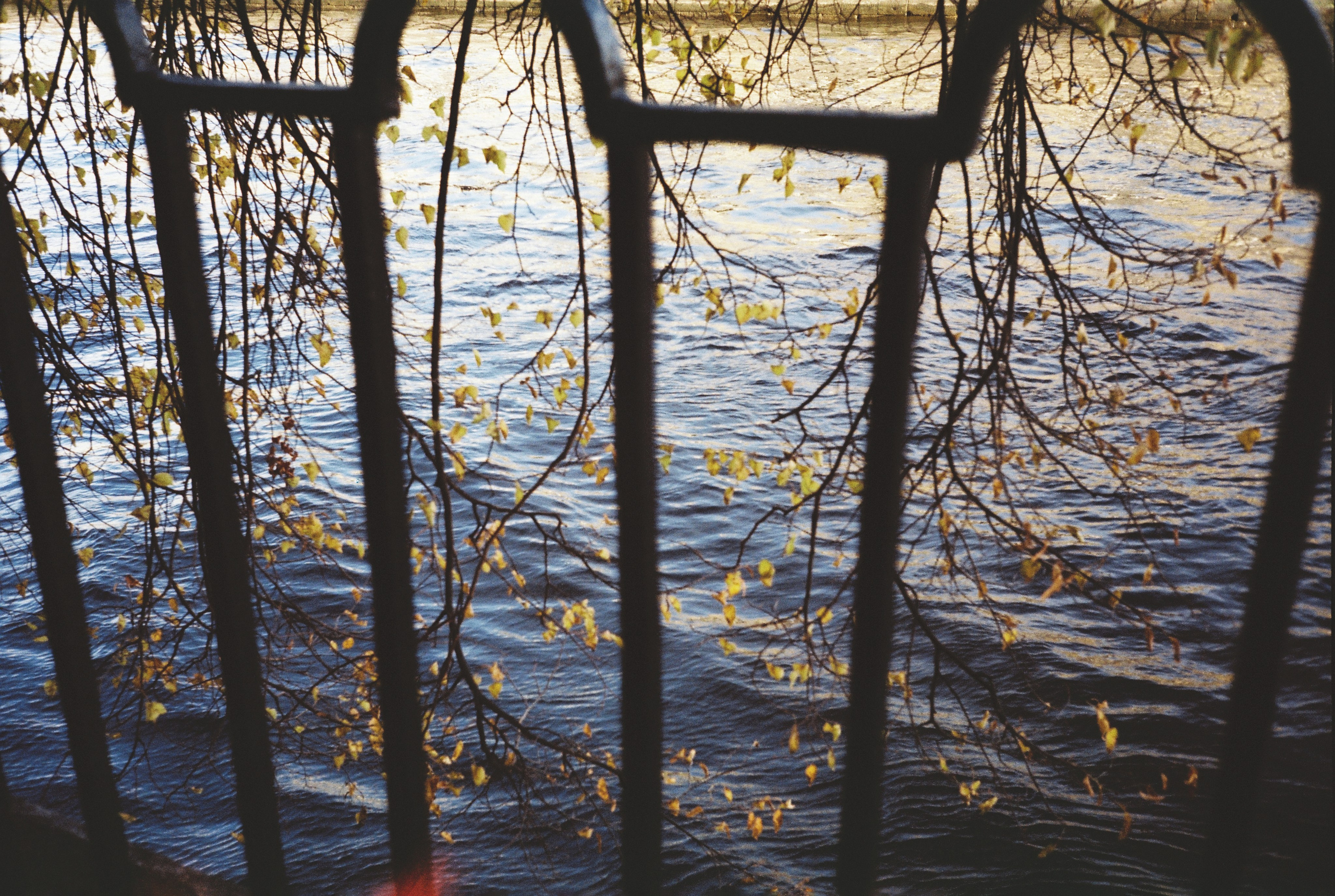 Фотографии цветные. Свадебный и семейный пленочный фотограф в Петербурге Истомина Ирина