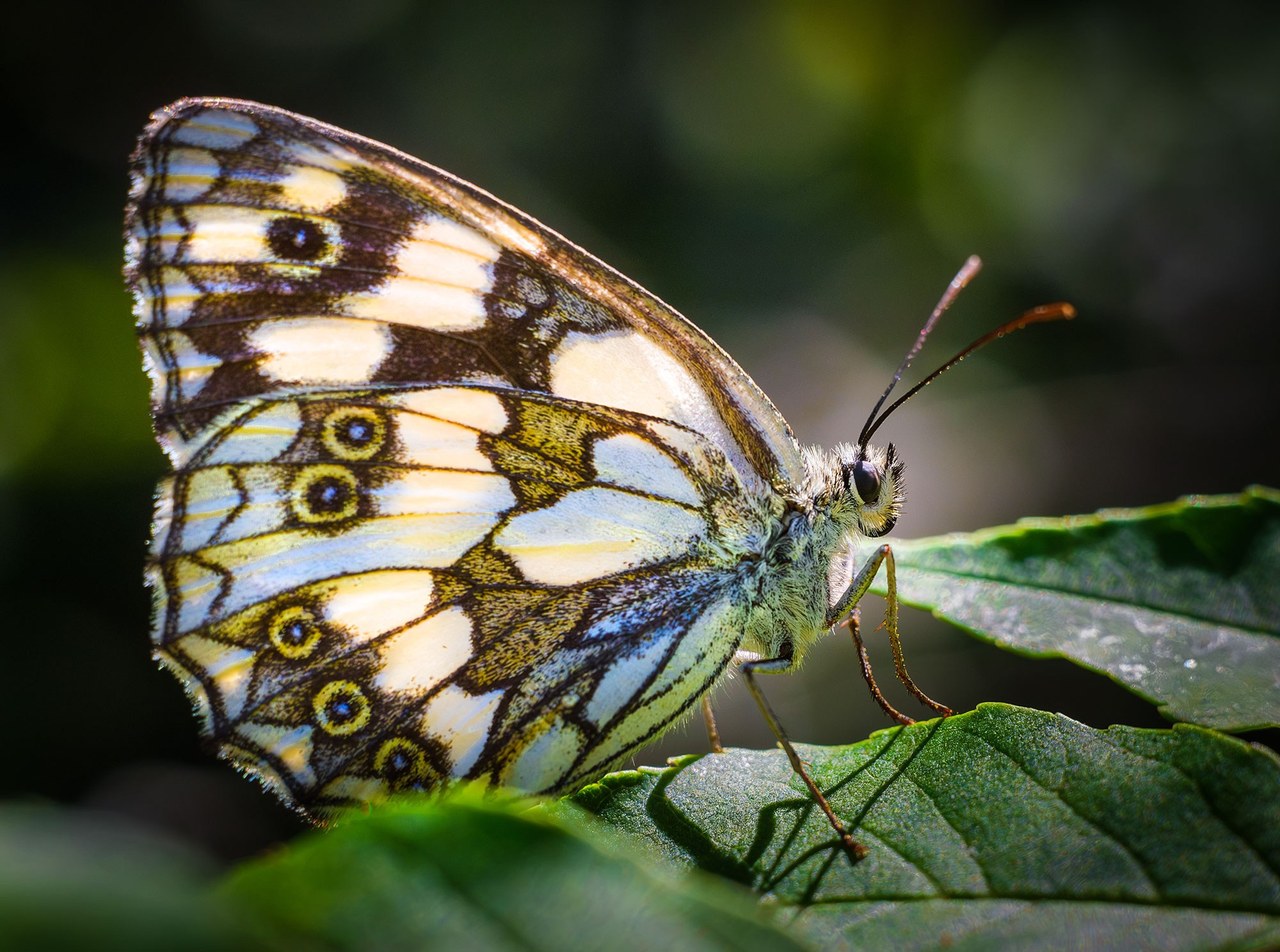 Макросъемка насекомых