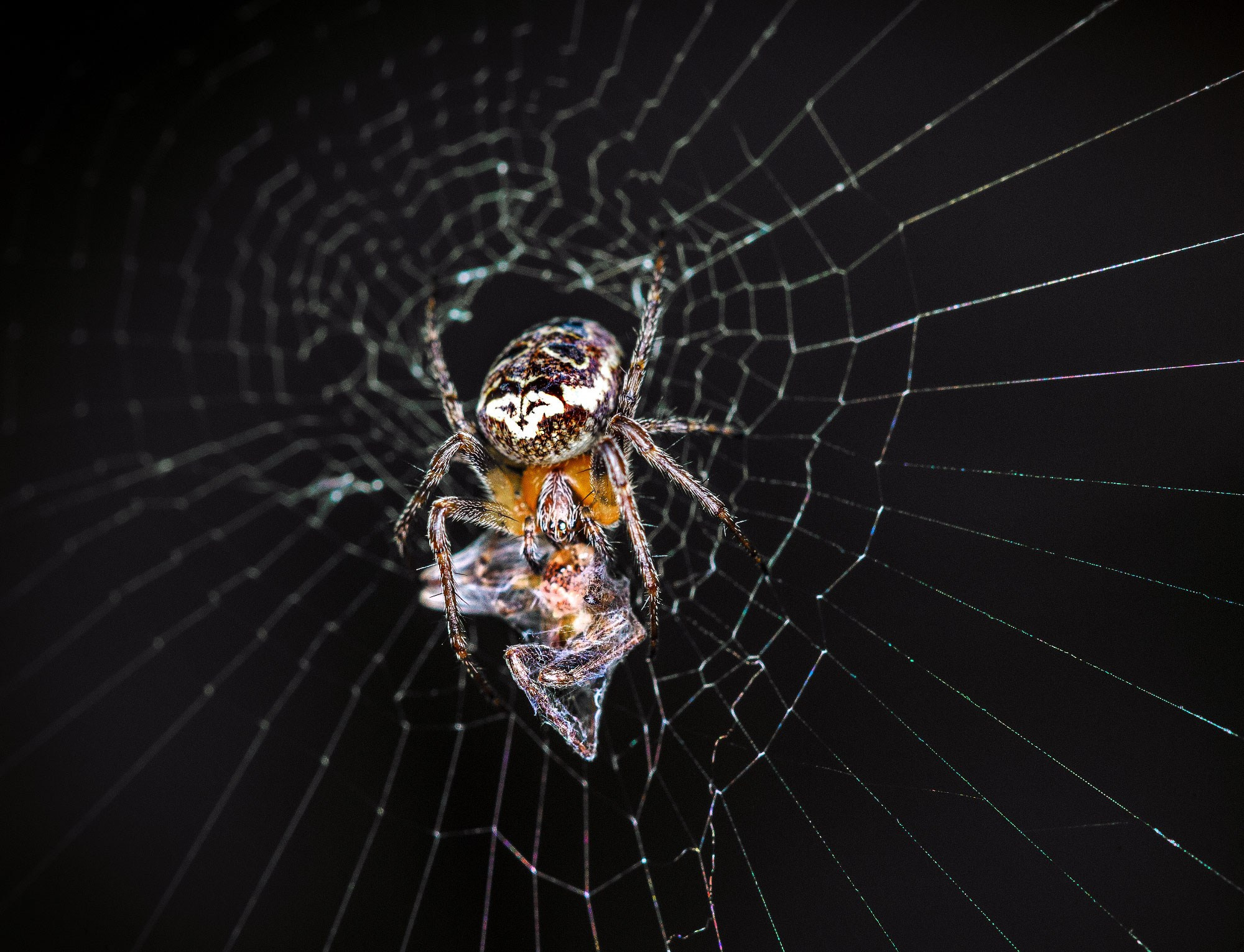 свадебный фотограф Геленджик