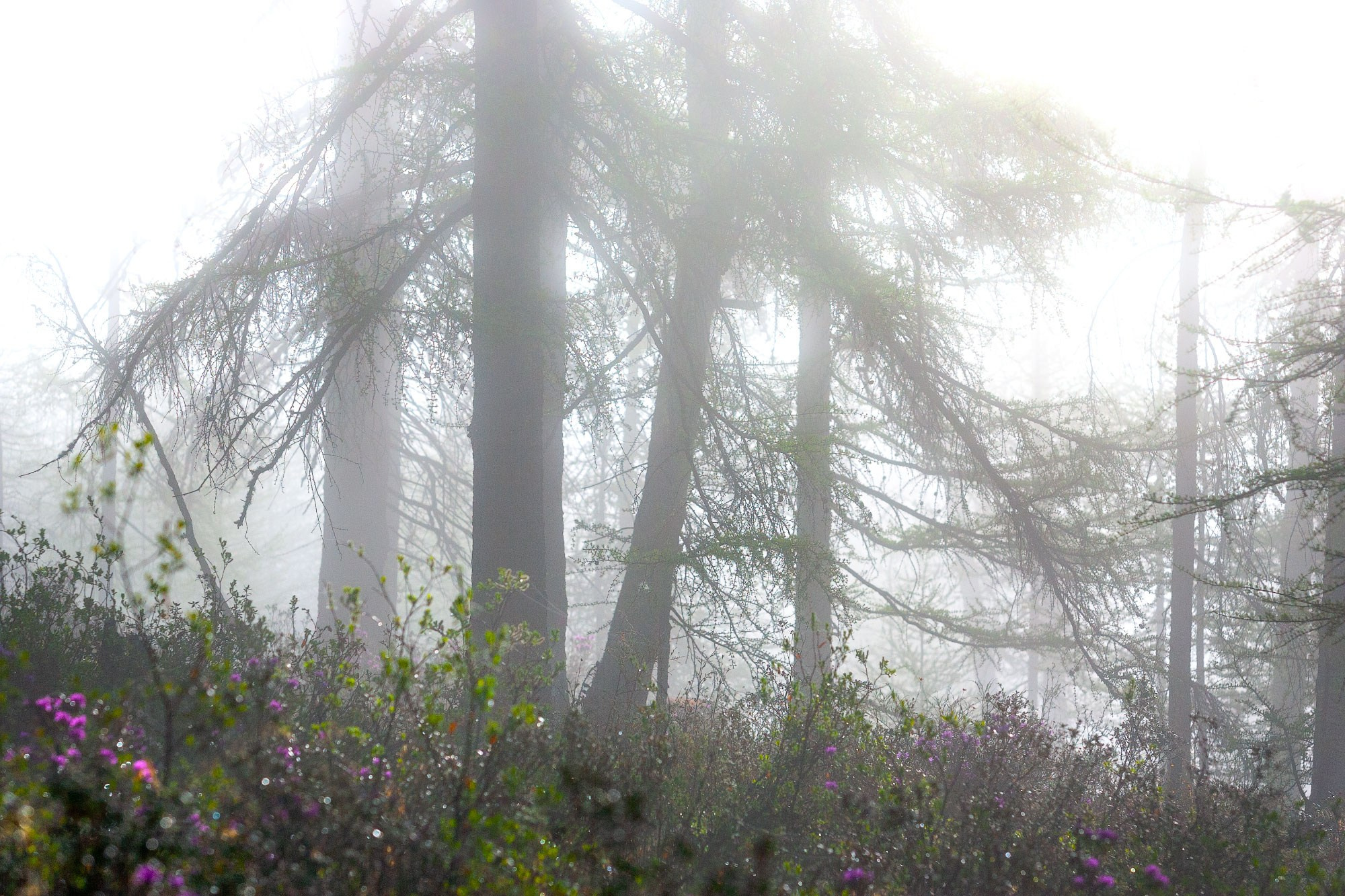 Свадебный фотограф в Геленджике
