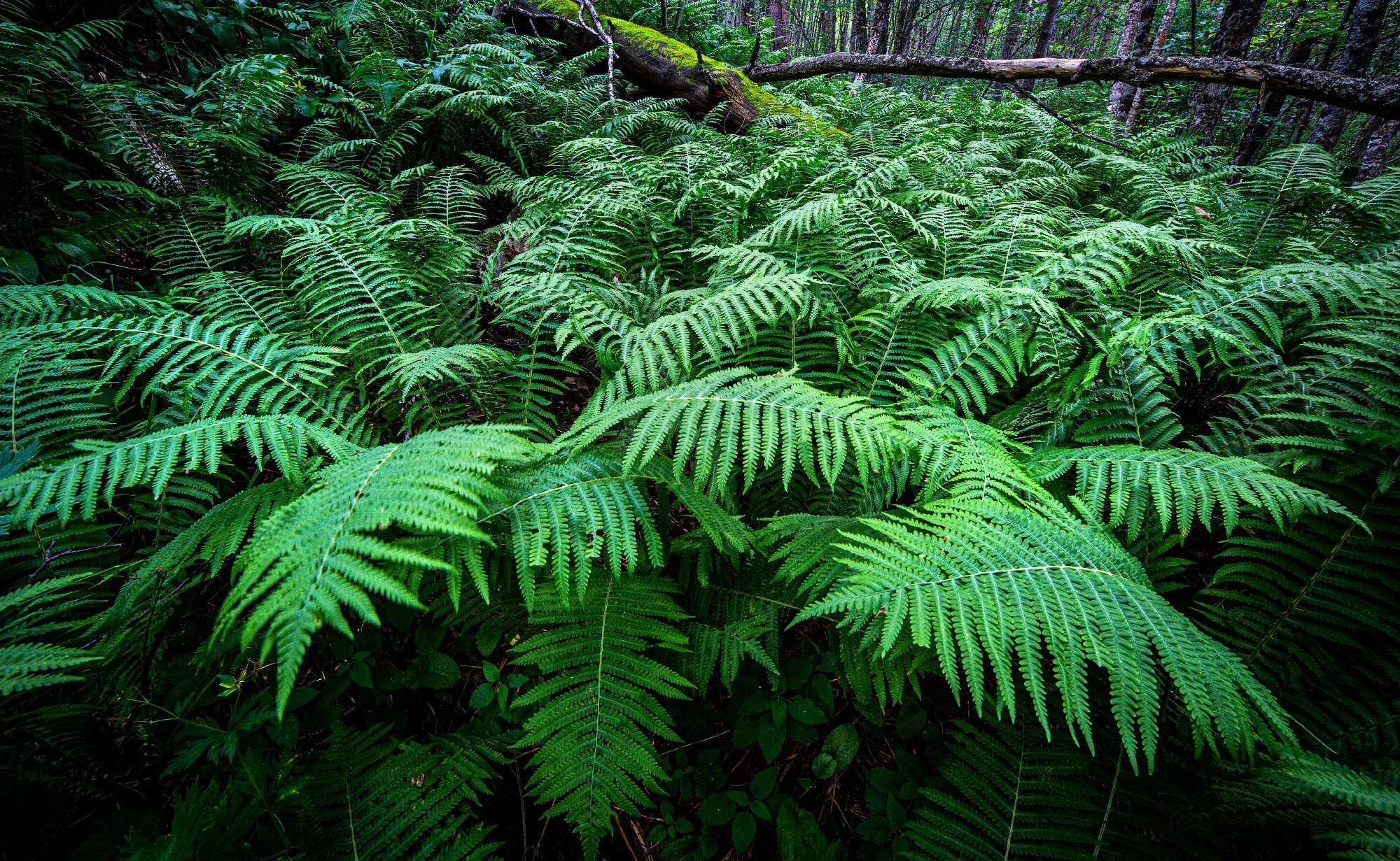 Свадебный фотограф в Геленджике