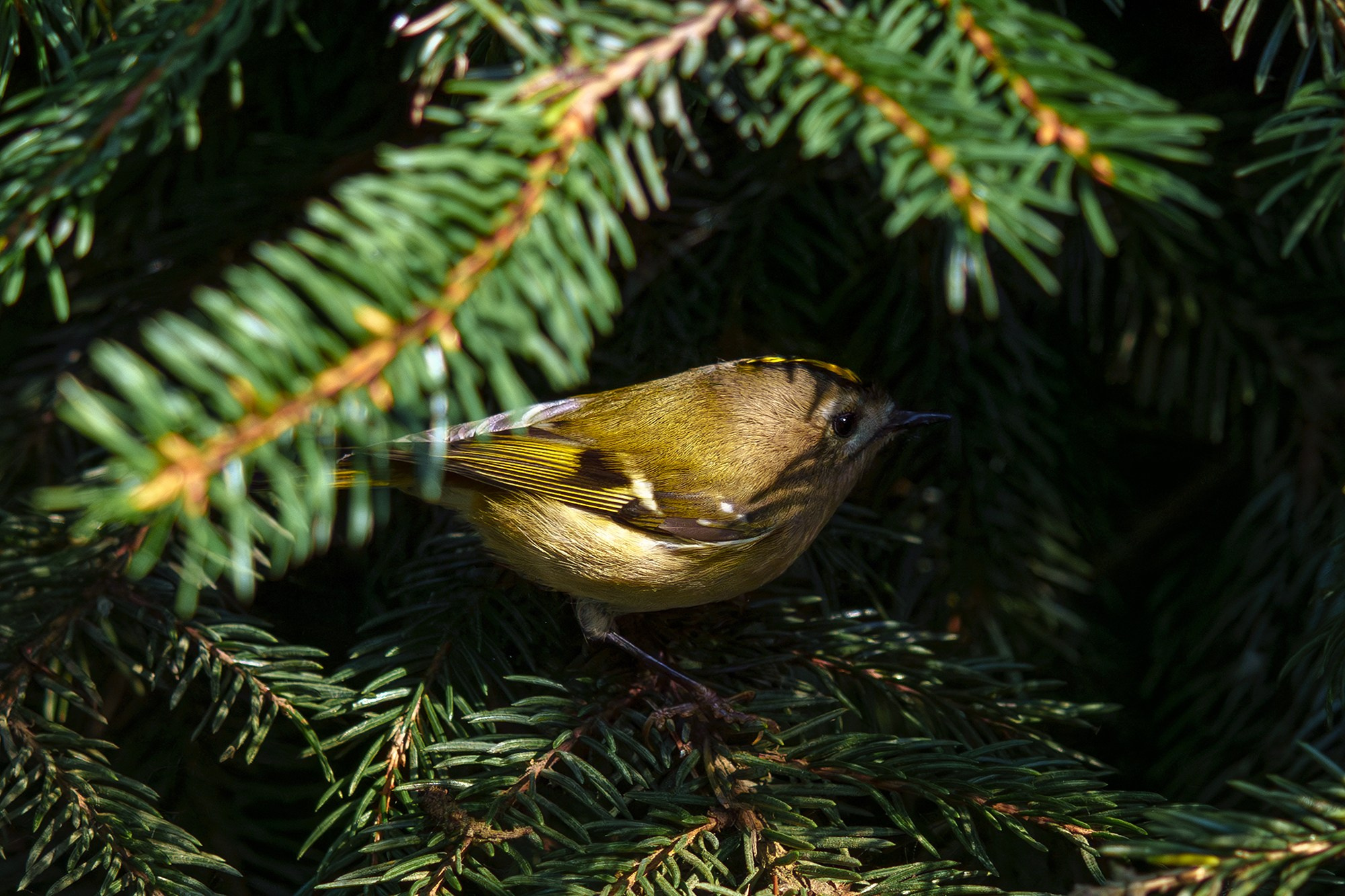 Удивительные мир птиц. Вокруг нас столько прекрасного — присмотритесь!. Ваш личный фотограф Марина Волкова