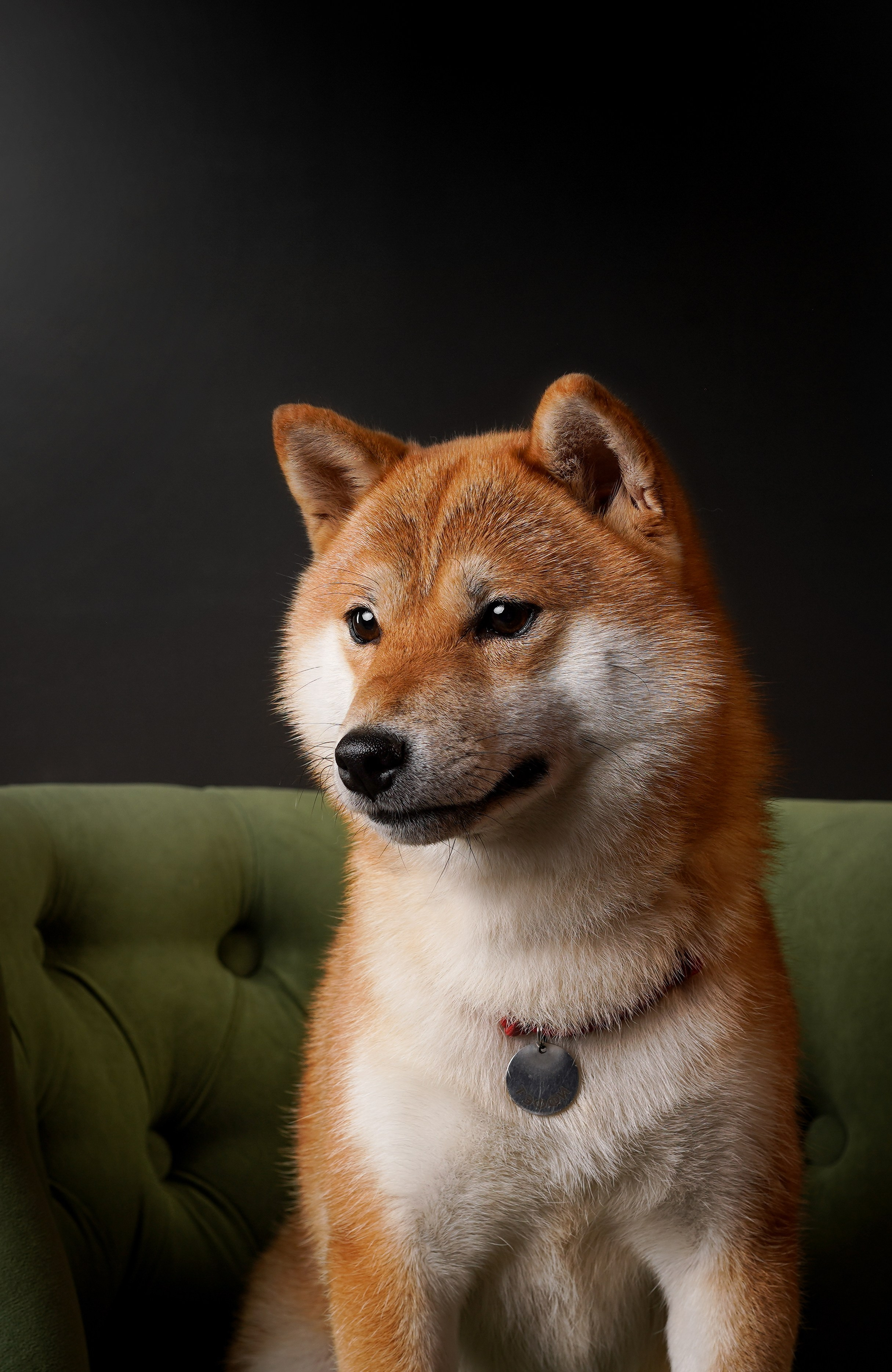 Ксюша, сиба Тэффи и австралийцы Арчи и Нэо. Фотограф-анималист в Санкт-Петербурге Яна Мартынова