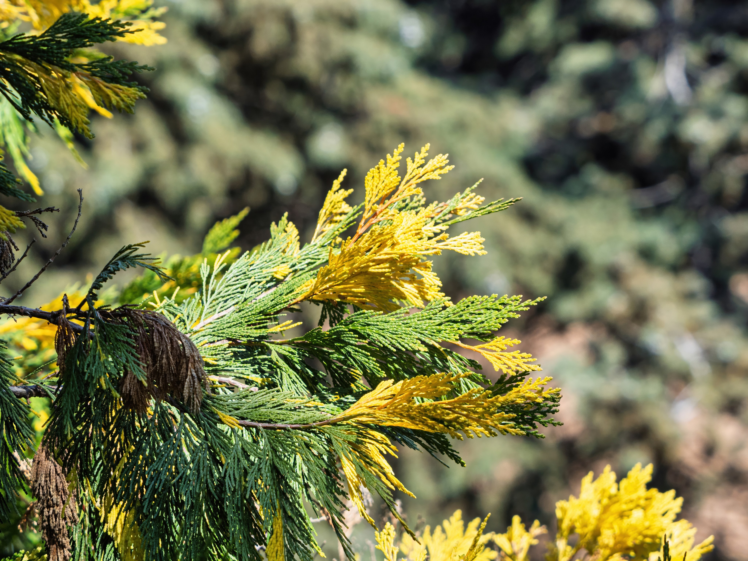 Крым, Утес, 2021 год. Фотограф Никифоров-Гордеев Сергей. Москва и МО