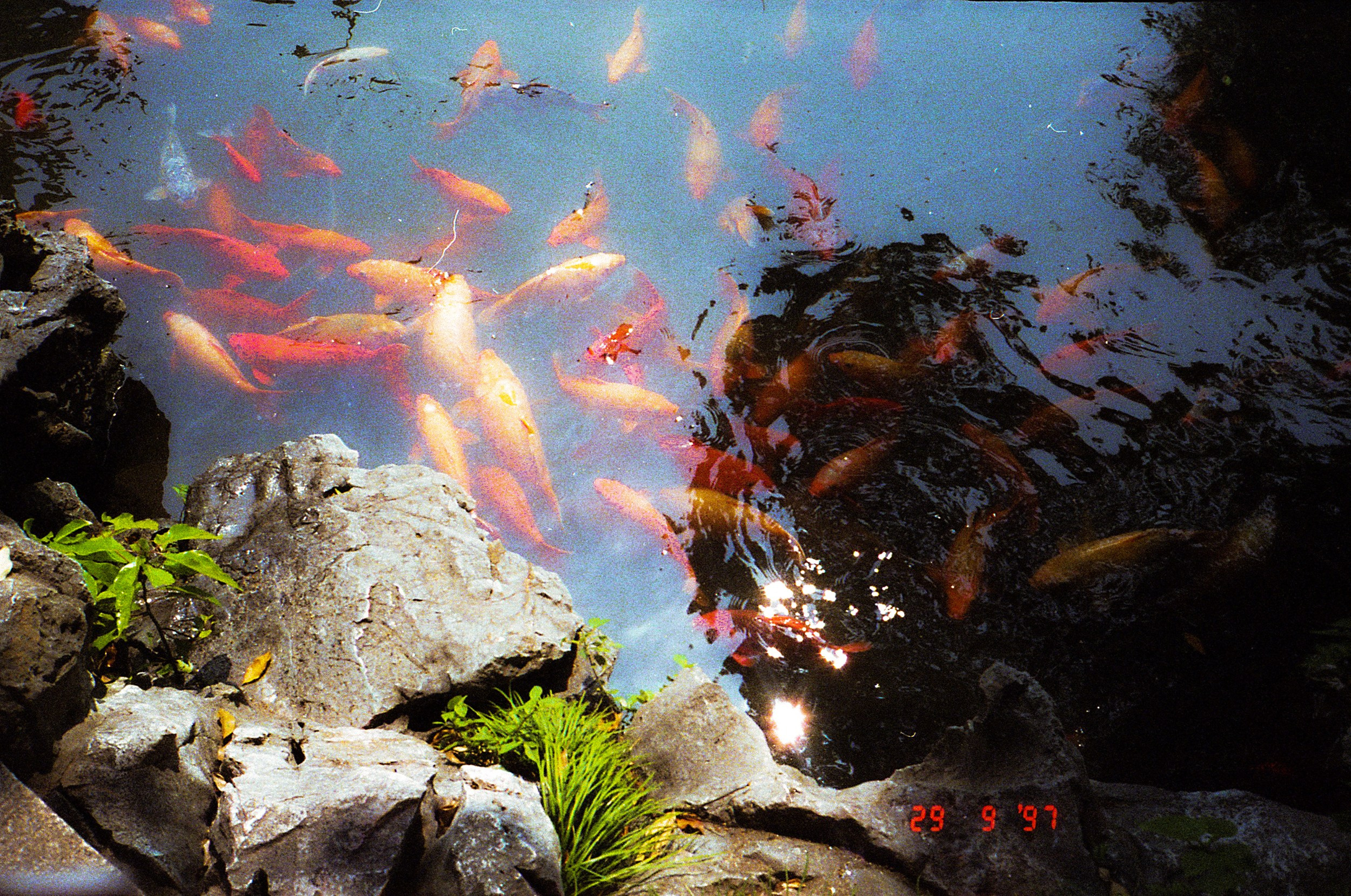 Shanghai analog. Iraogo